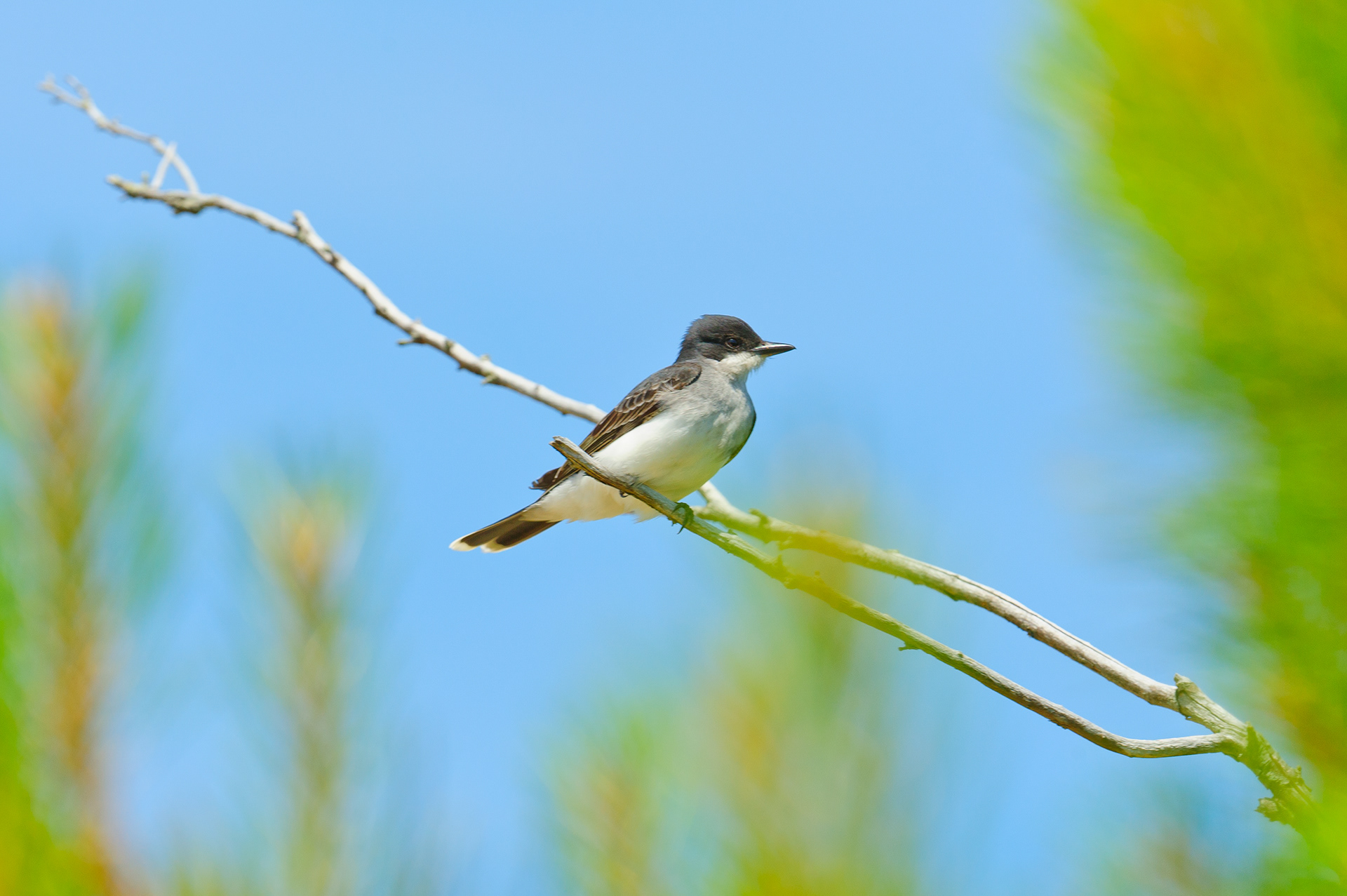 Eastern Kingbird, Assateague Island National Seashore