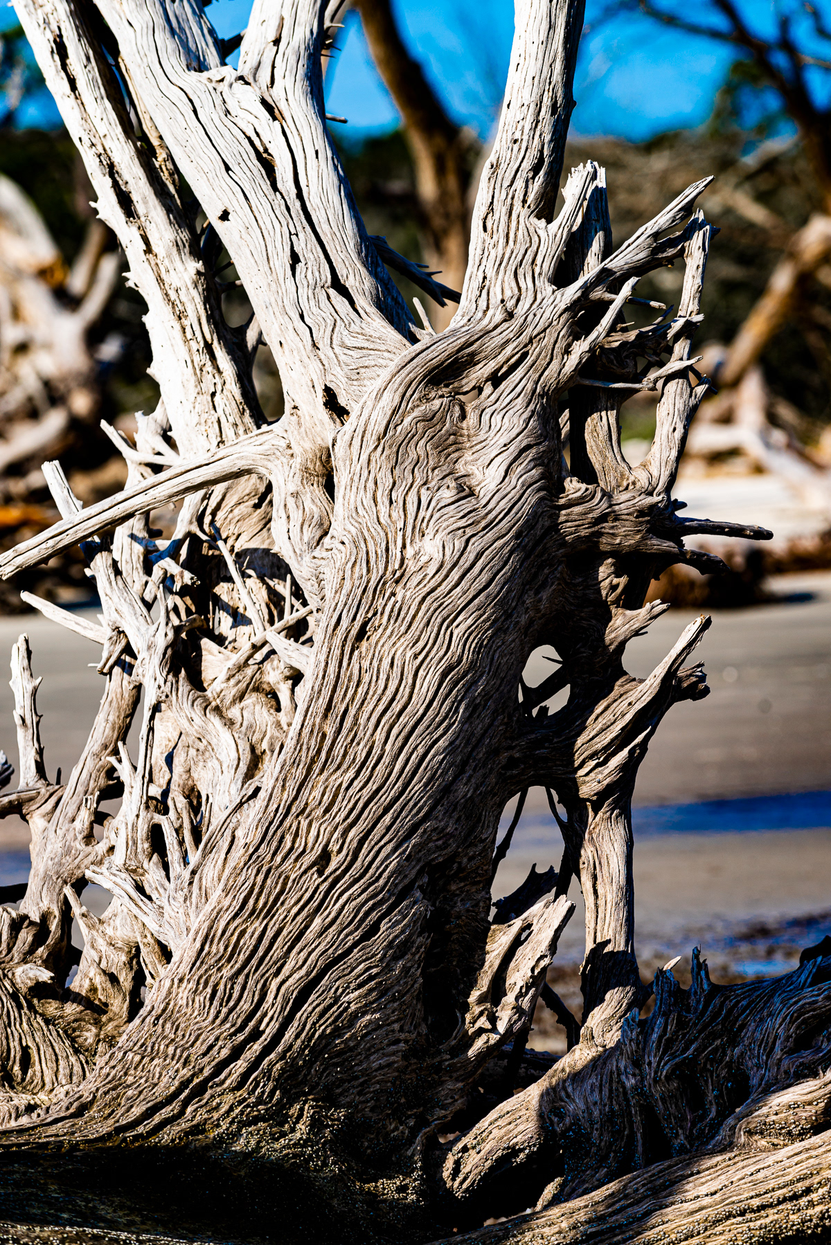 Driftwood Beach, Jekyll Island