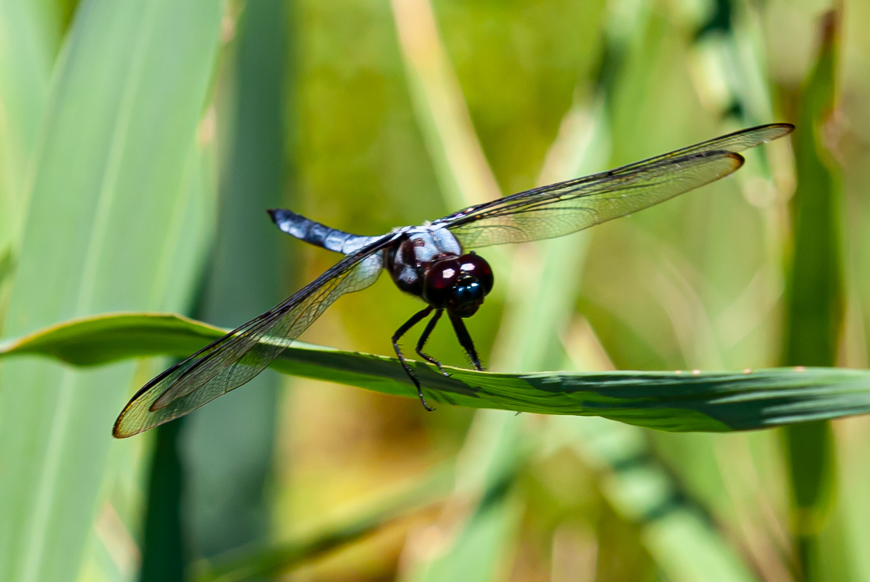 Great Blue Skimmer, Eastern Shore