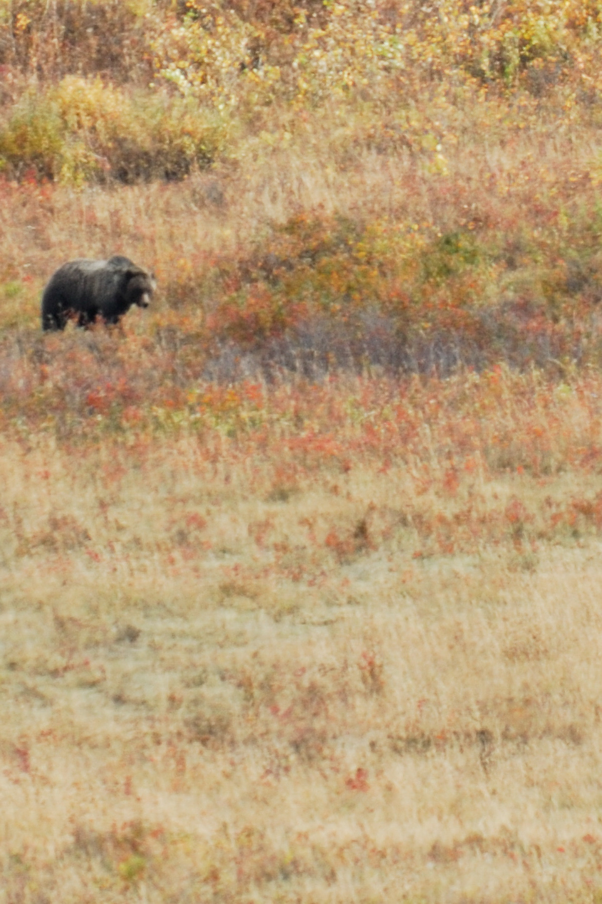 Grizzly Bear, Yellowstone National Park