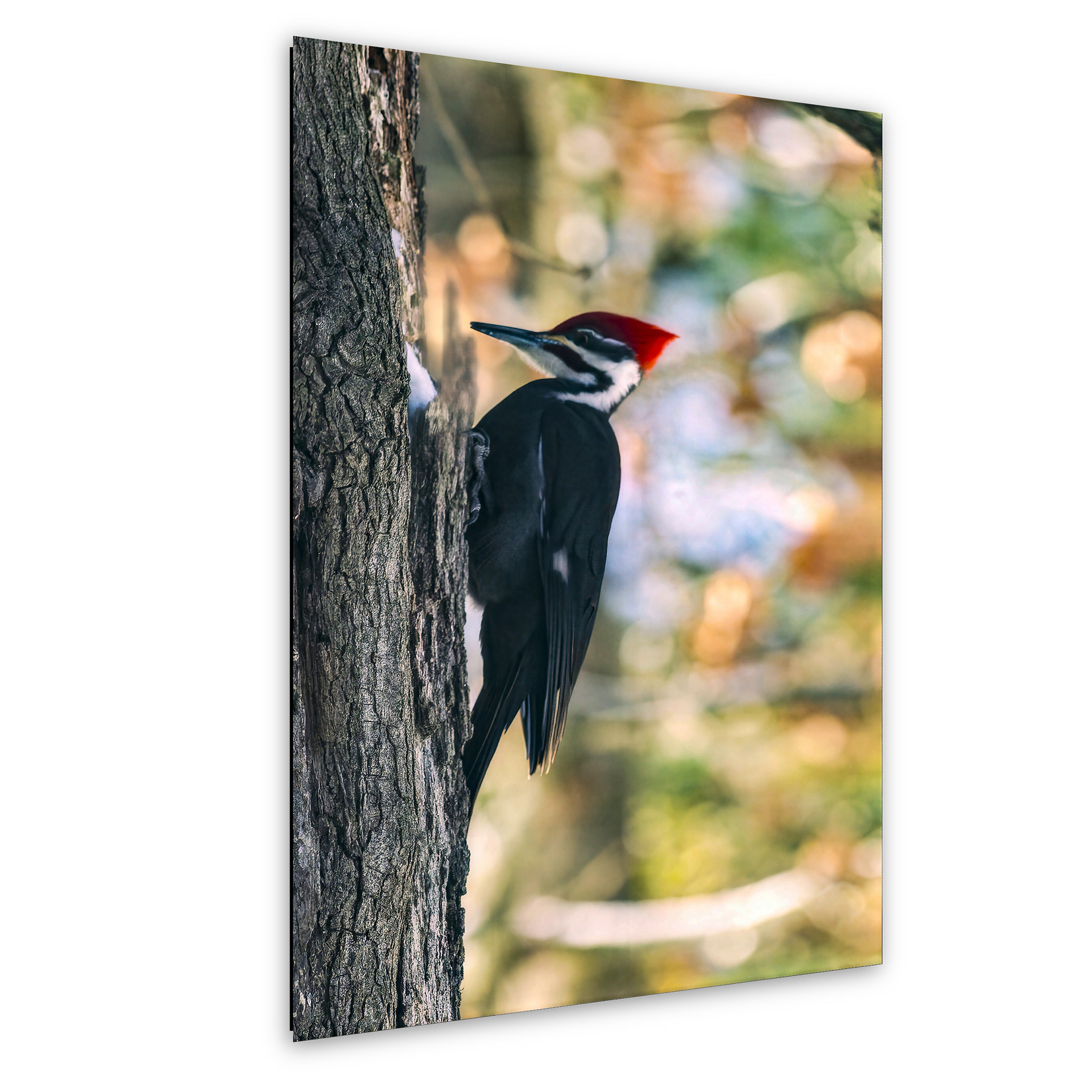 Pileated Woodpecker