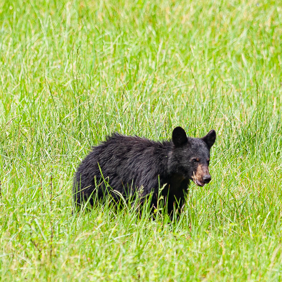 Black Bear, Cades Cove