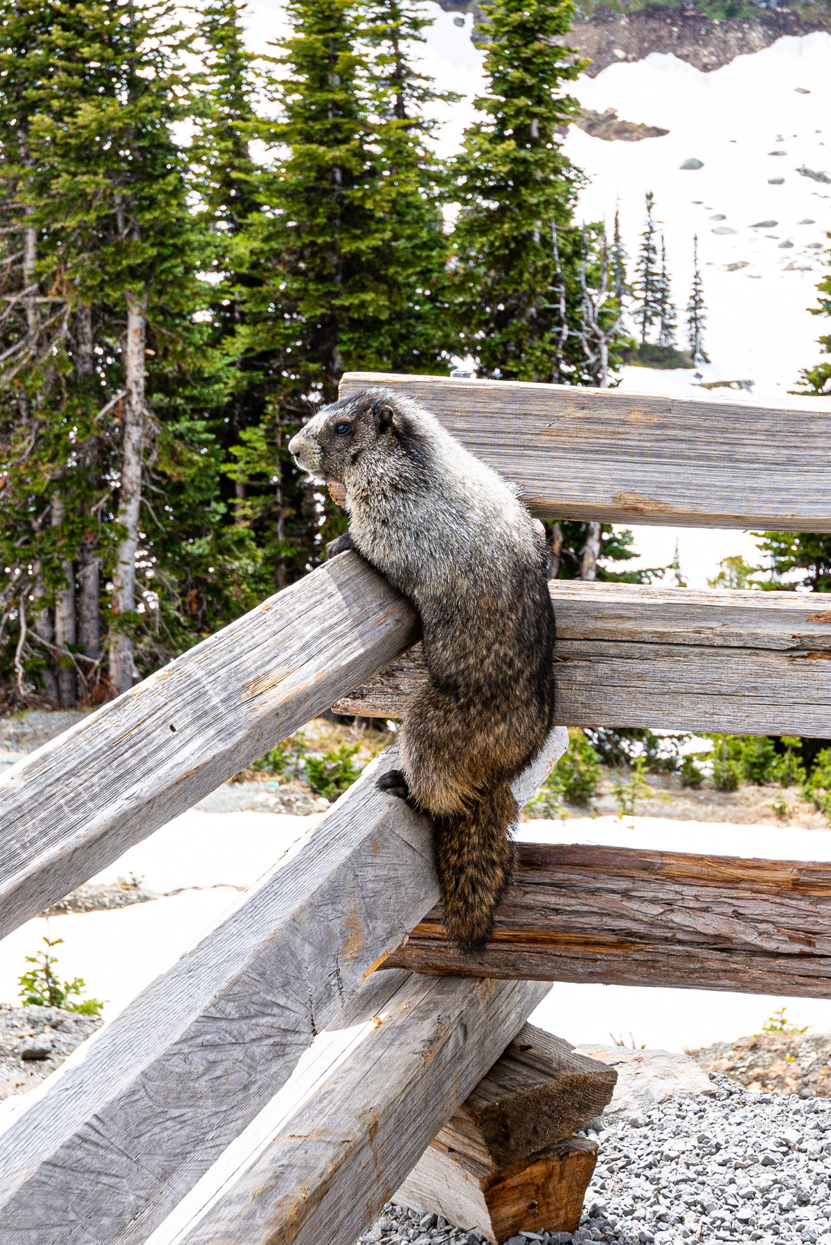 Marmot, Whistler