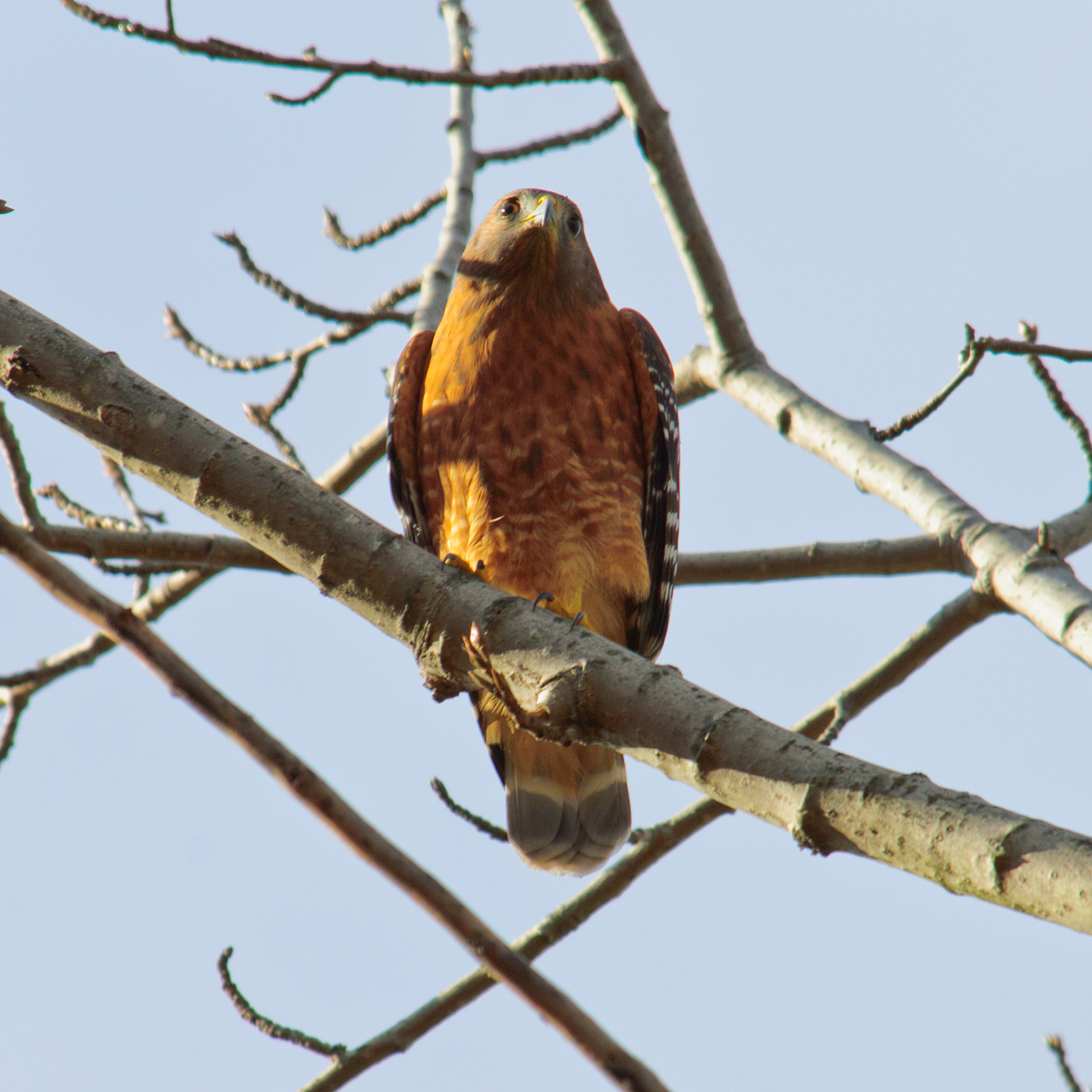Red-tailed Hawk, Fairfax County