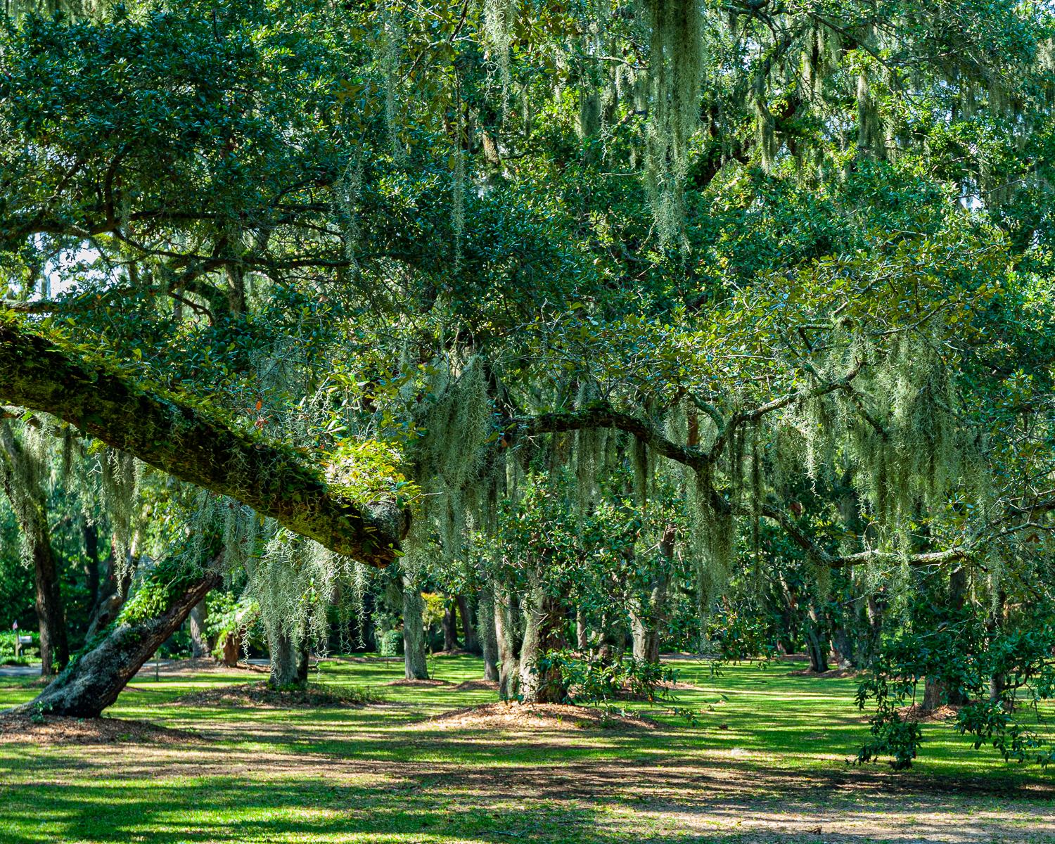 Spanish Moss, St. Simons Island