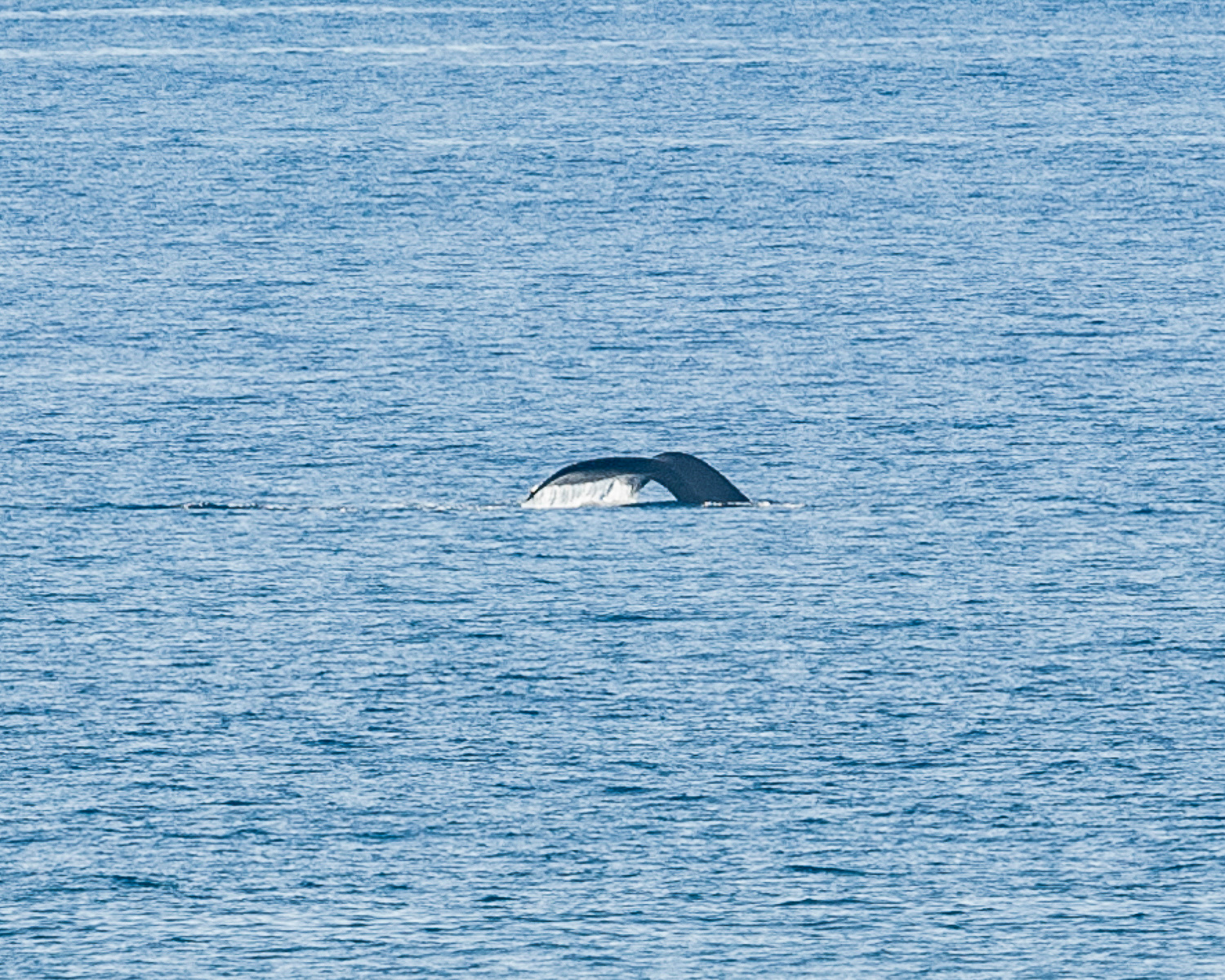 Humpback Whale, Big Island