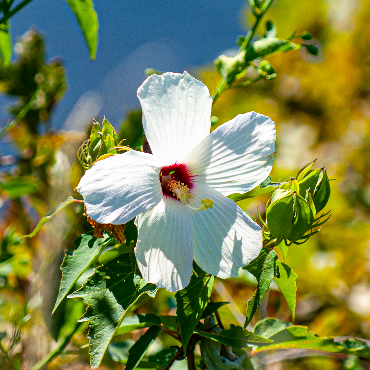 Hibiscus, Eastern Shore