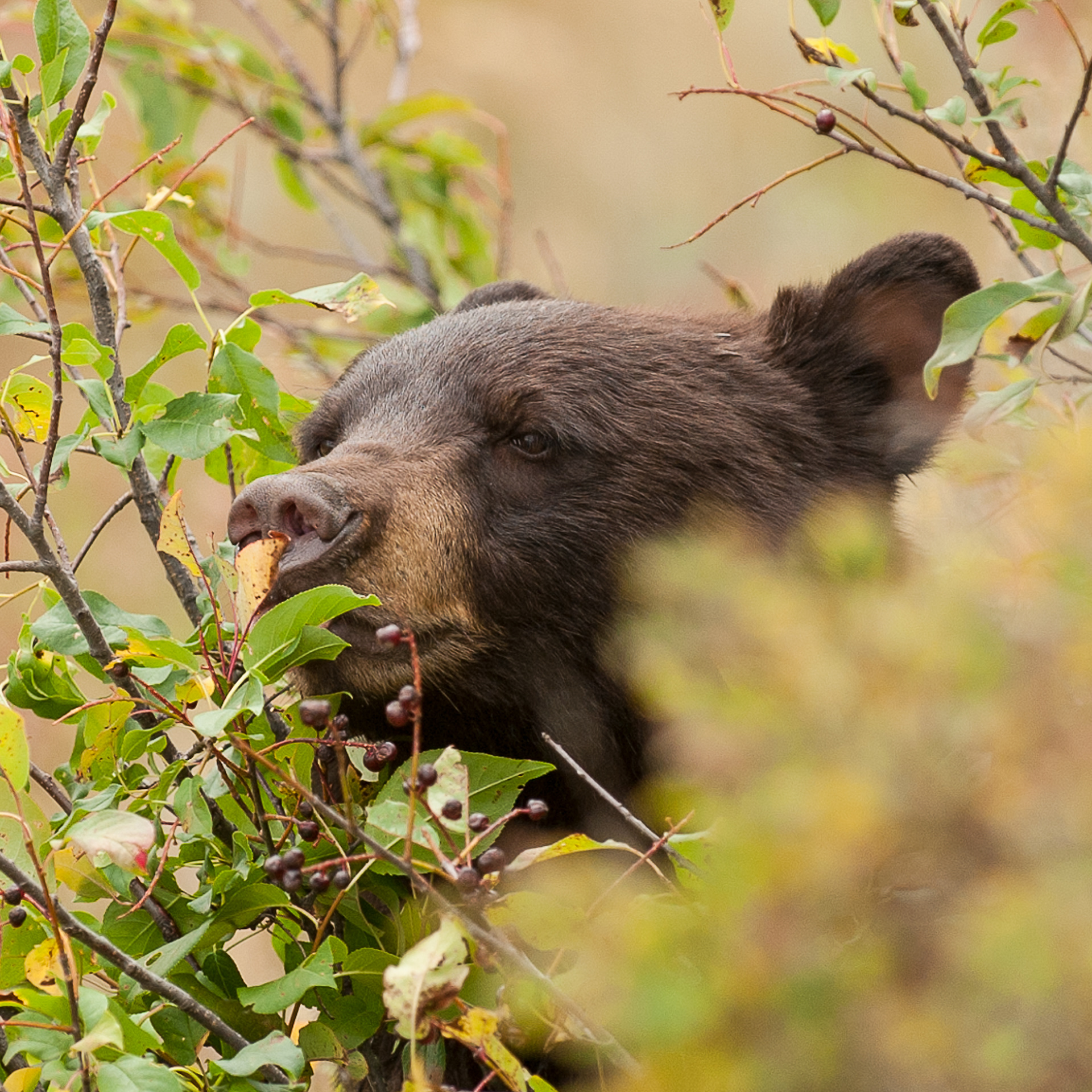 Black Bear, Yellowstone National Park Wyoming
