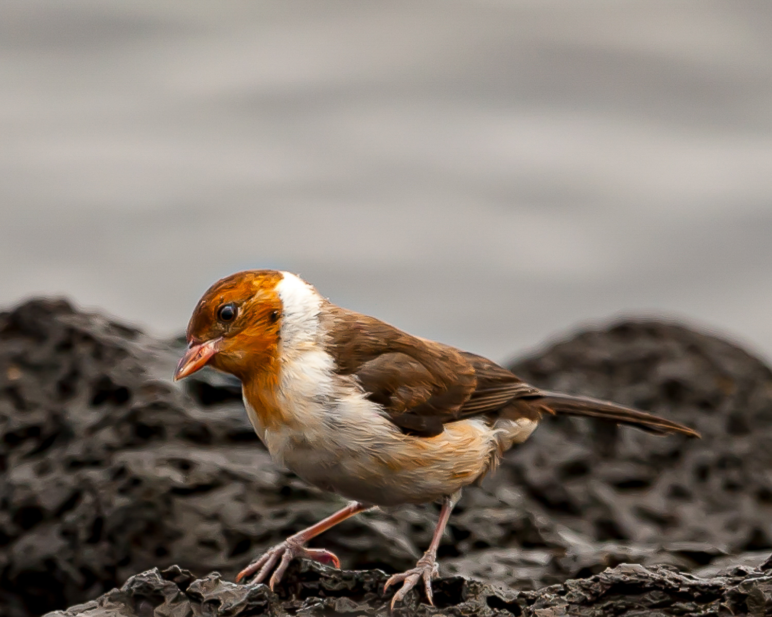 Juvenile Yellow-billed Cardinal, Big Island