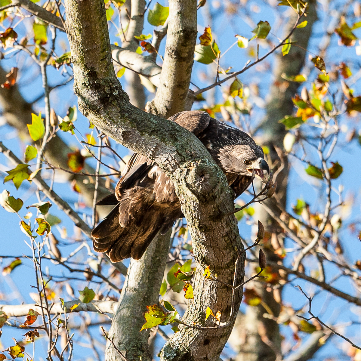 Bald Eagle, Darlington Maryland