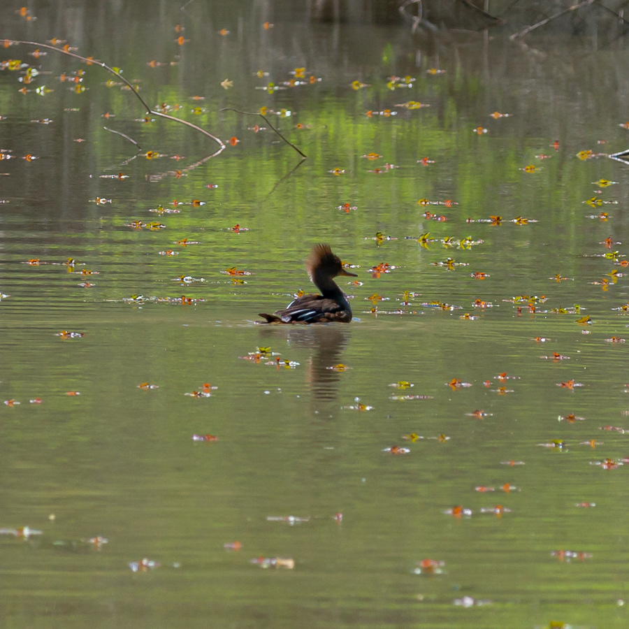 Female Hooded Merganser, Reelfoot Lake State Park