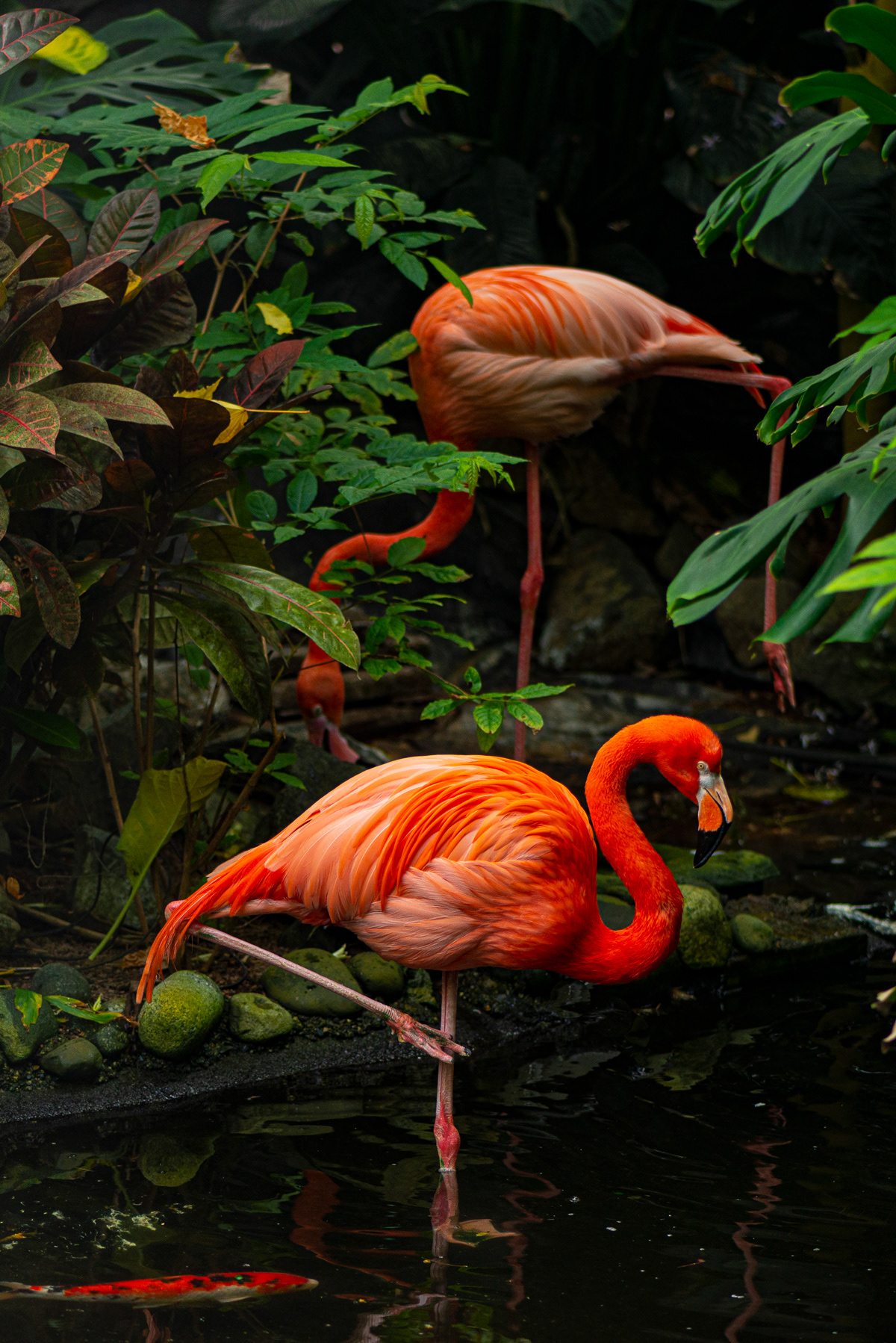 American Flamingo, Victoria Butterfly Garden (captive)