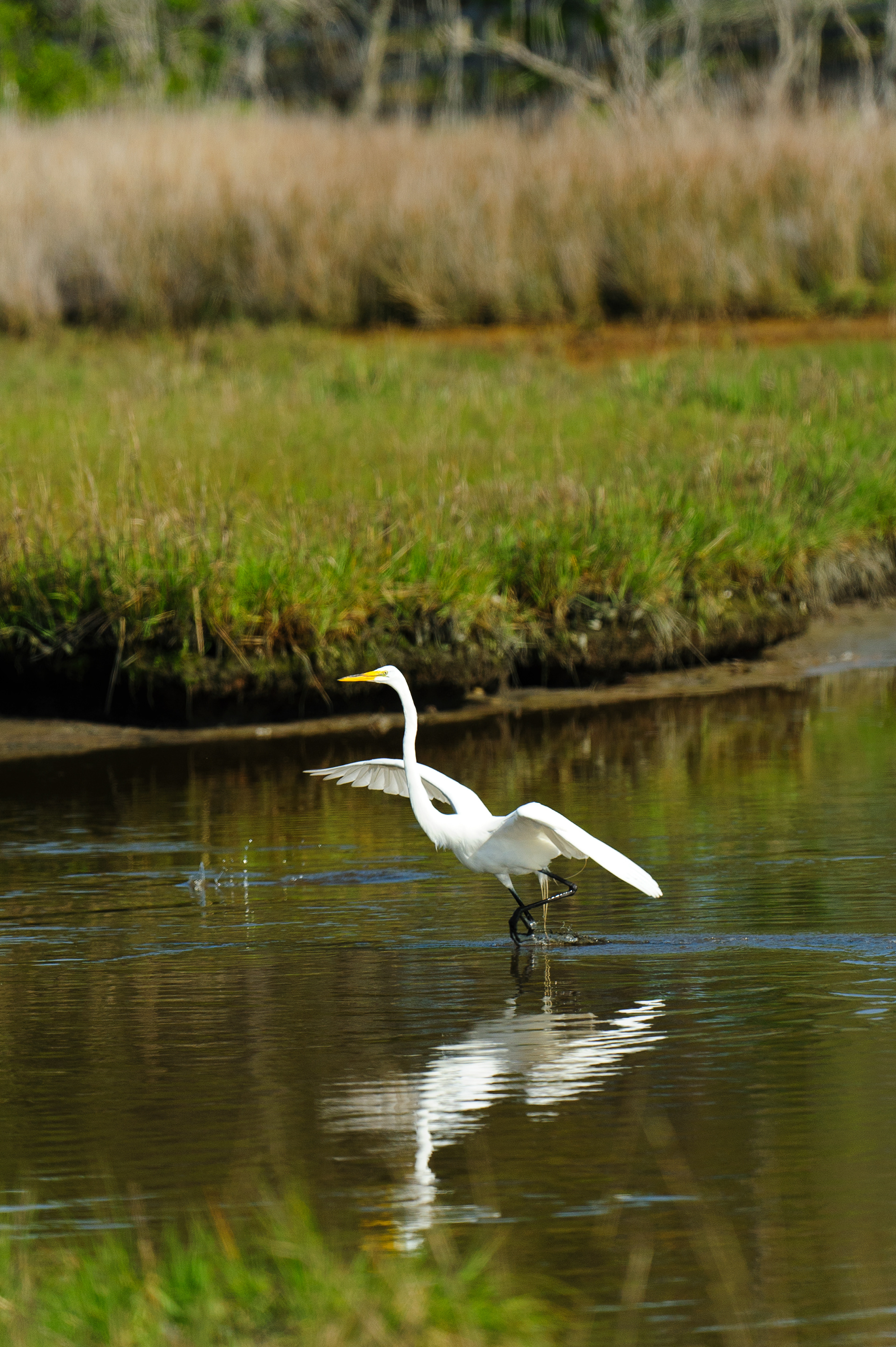 Great Egret, Assateague Island National Seashore 