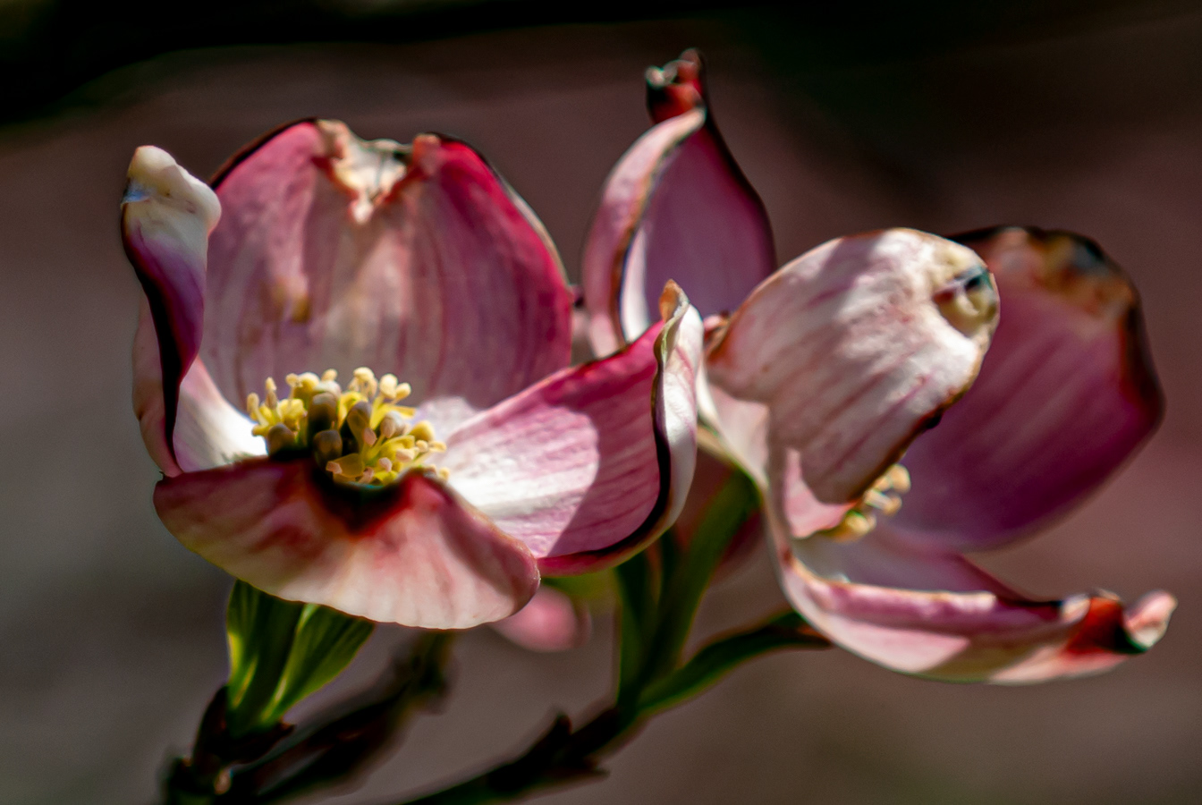 Flowering Dogwood, Eastern West Virginia