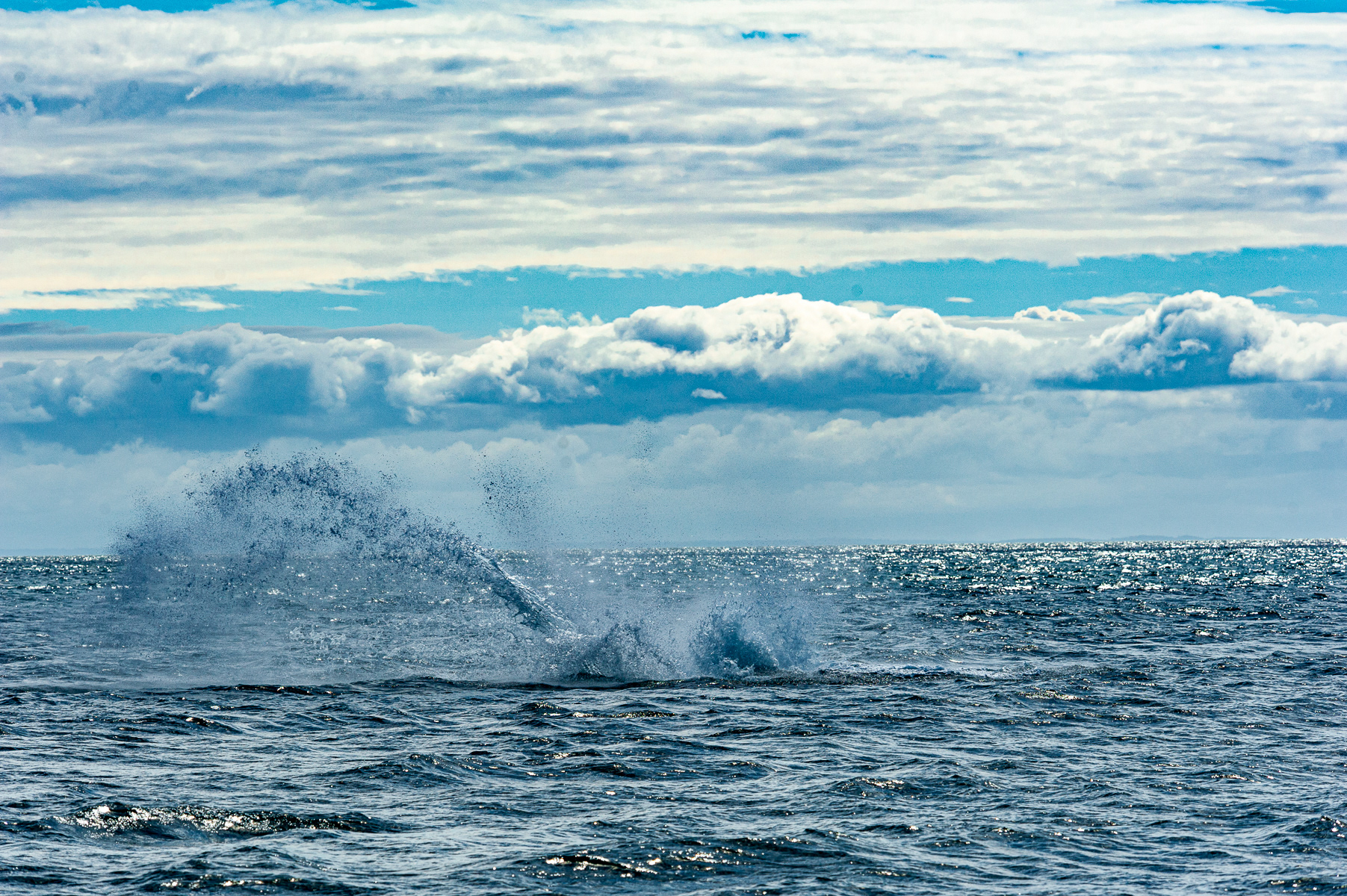 Humpback Whale, Victoria