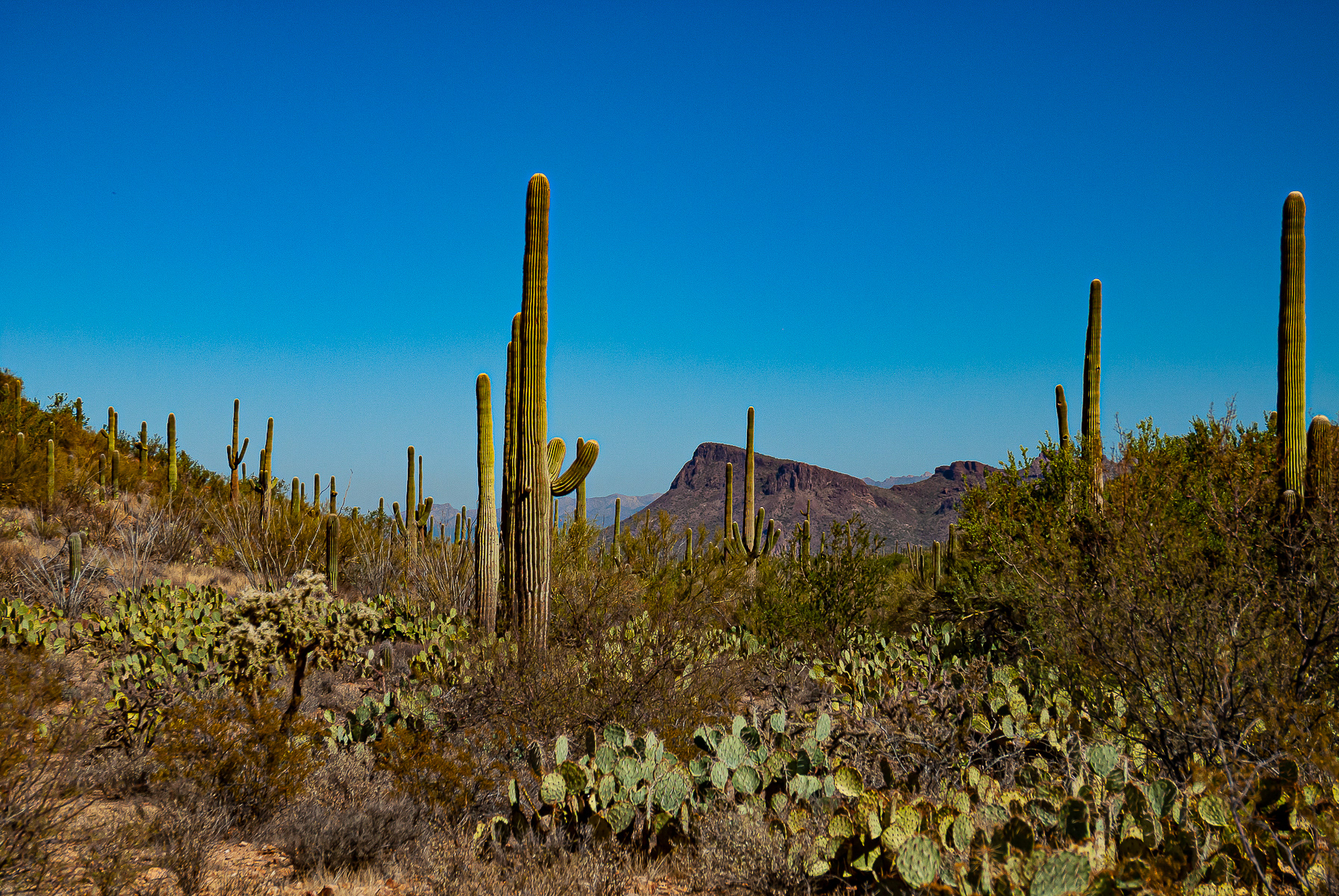 Saguaro National Park, Arizona