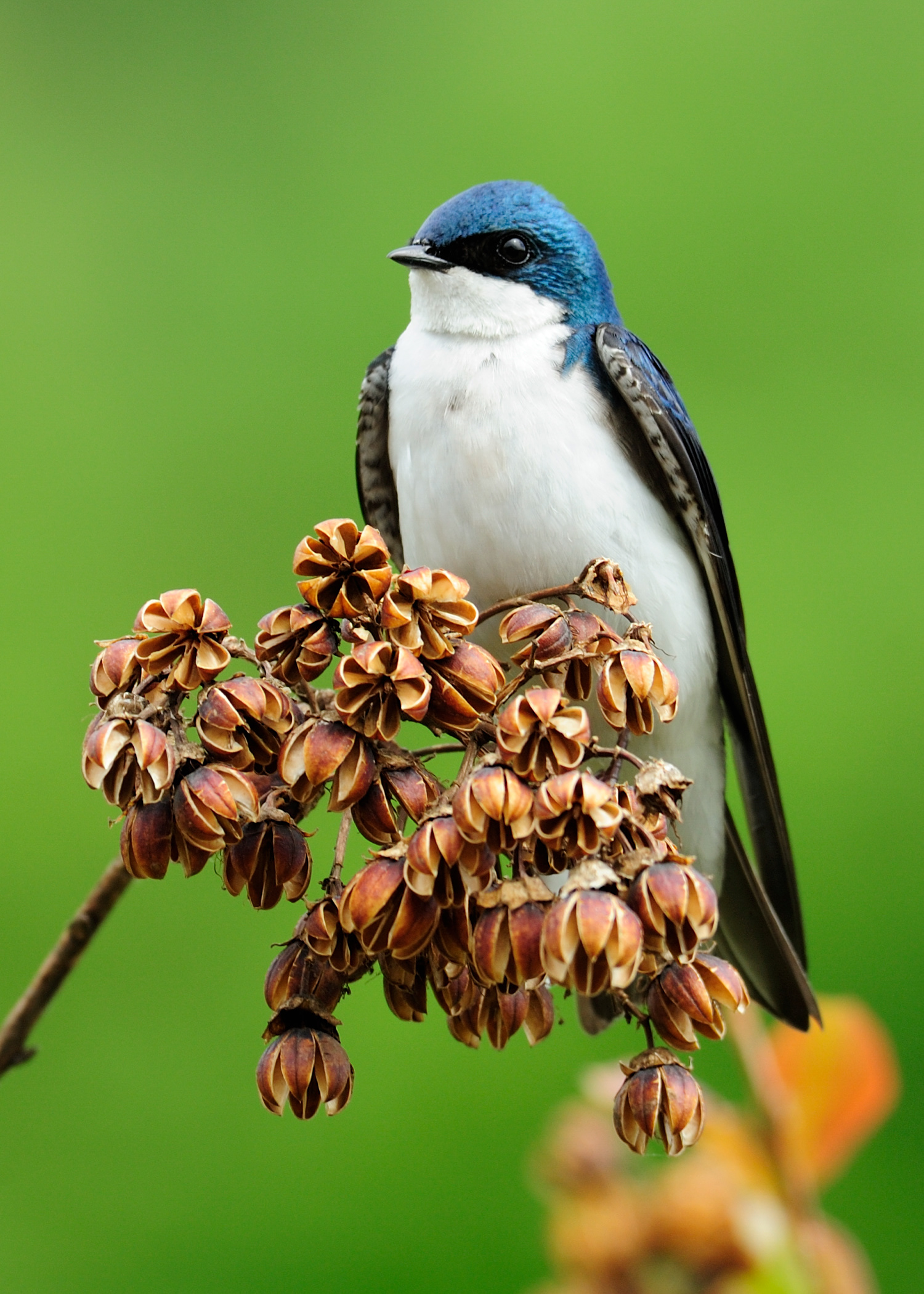 Tree Swallow, Wintergreen