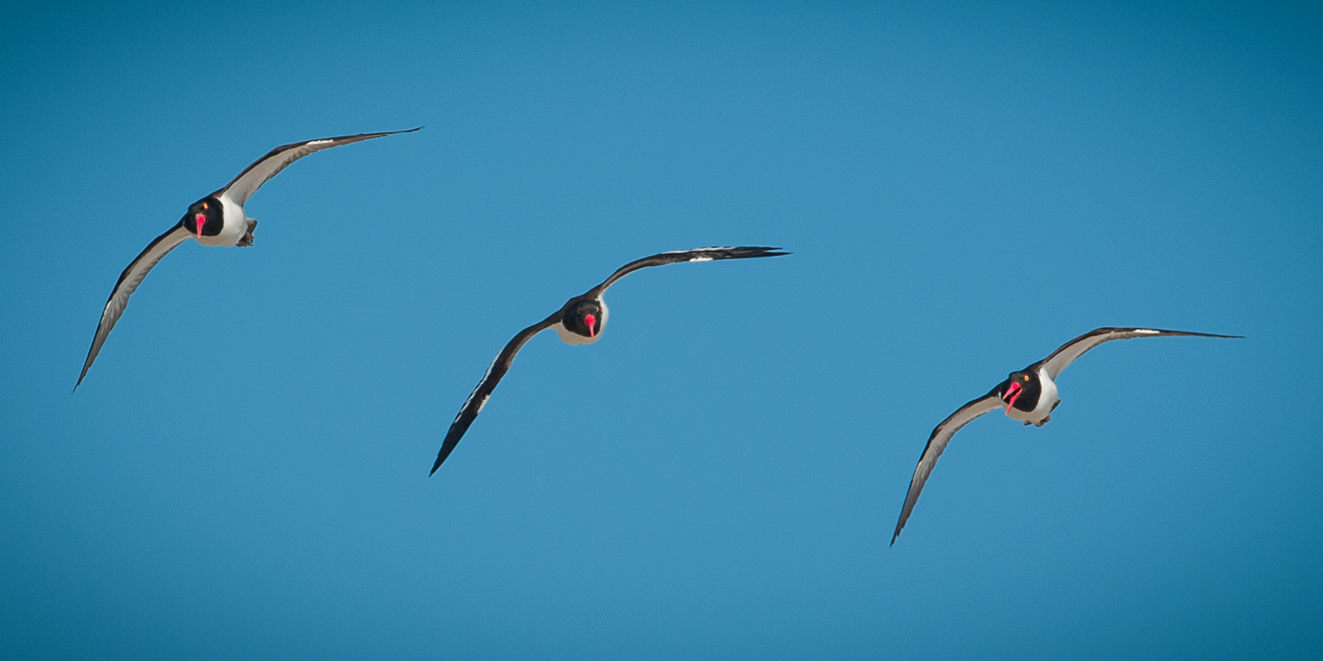 American Oystercatchers, Cape May 