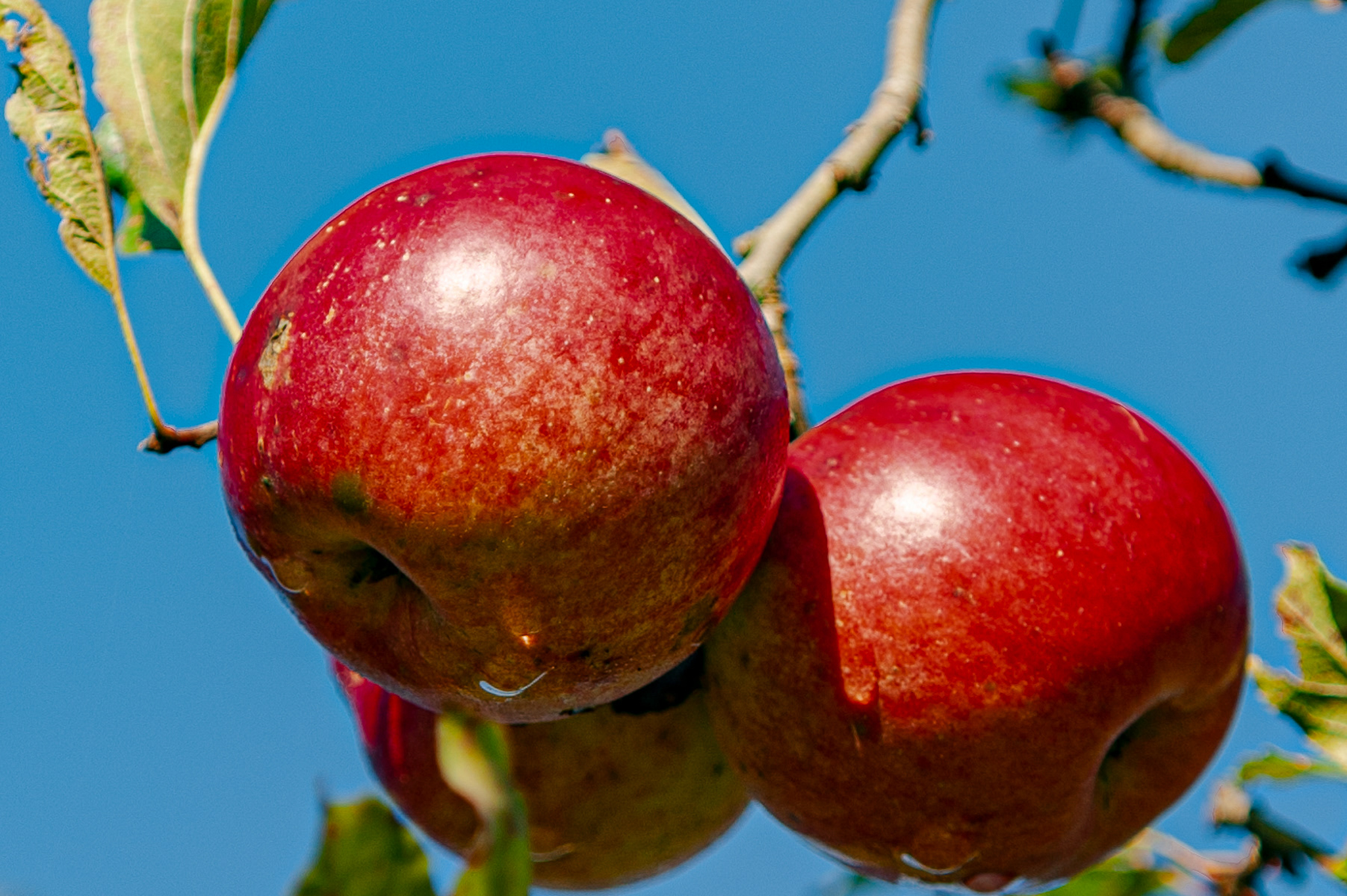 Apples, Coudersport