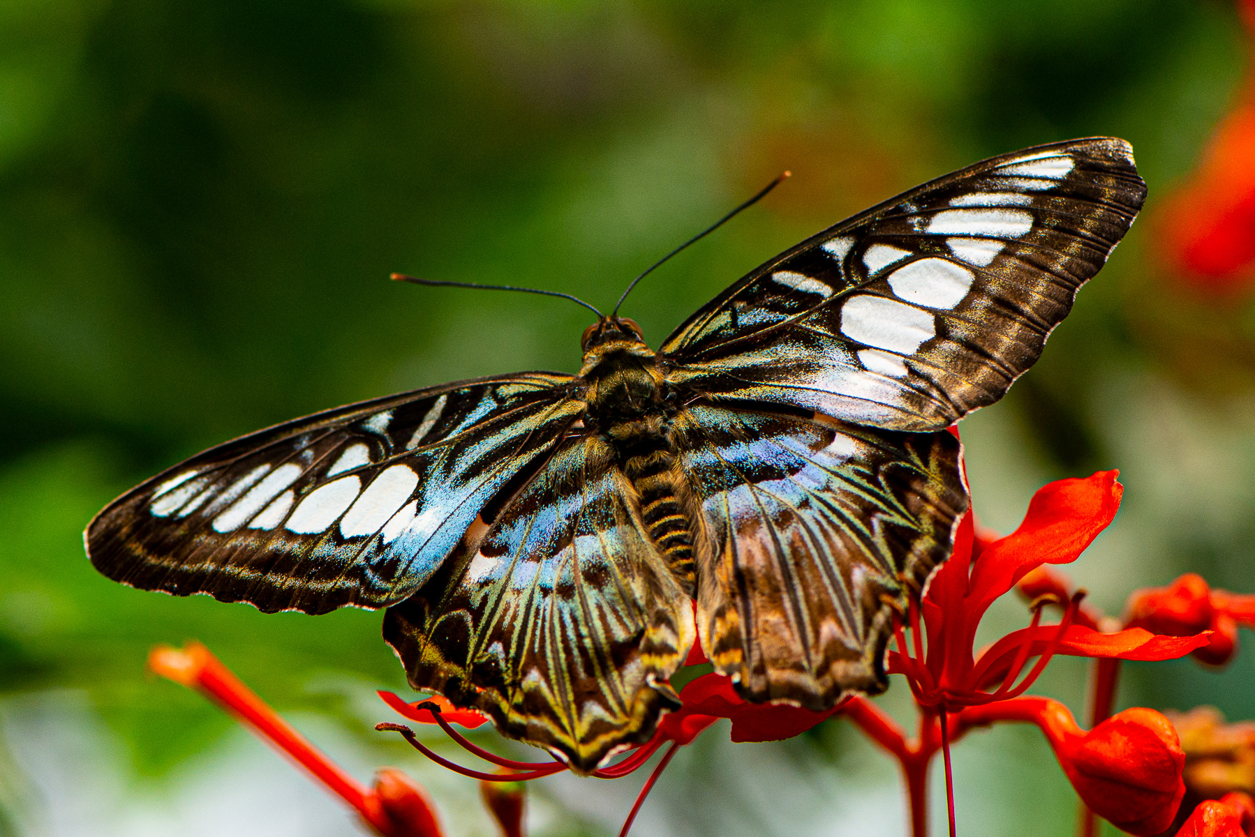 Parthenos Sylvia, Victoria Butterfly Garden (captive)