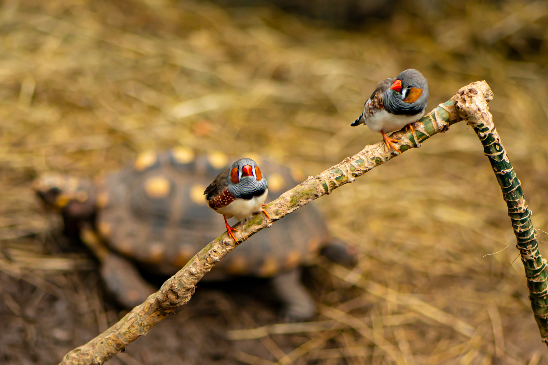 Australian Zebra Finch, Victoria Butterfly Garden (captive)