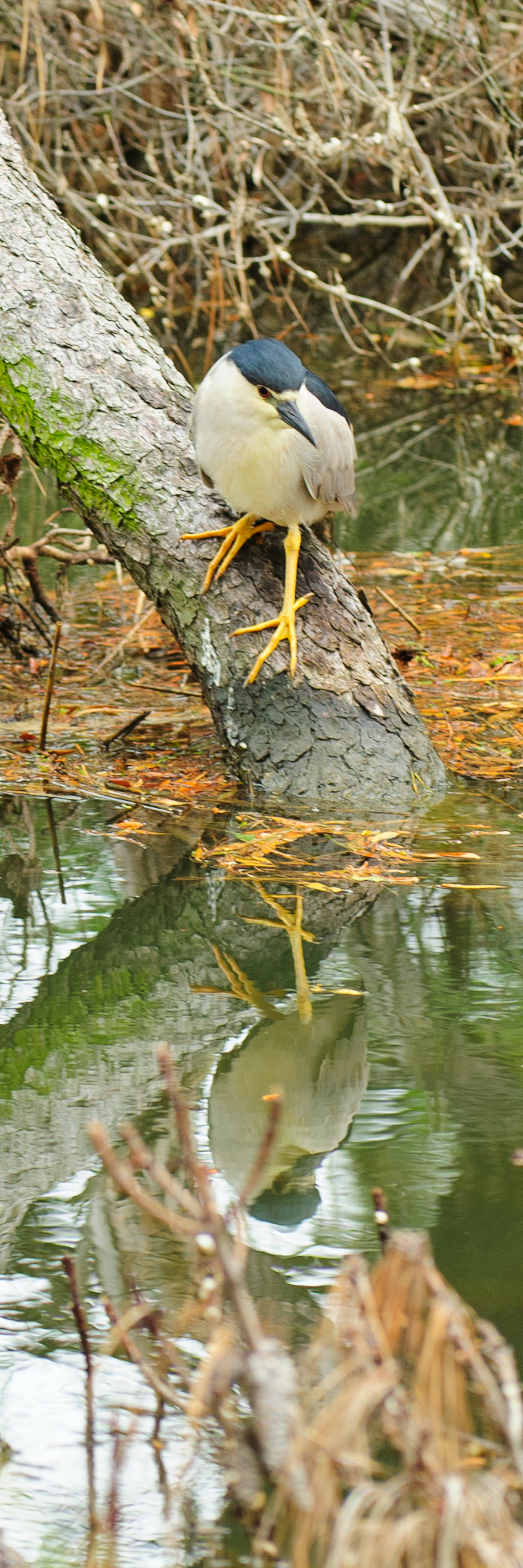 Black-crowned Night Heron, Assateague Island National Seashore 