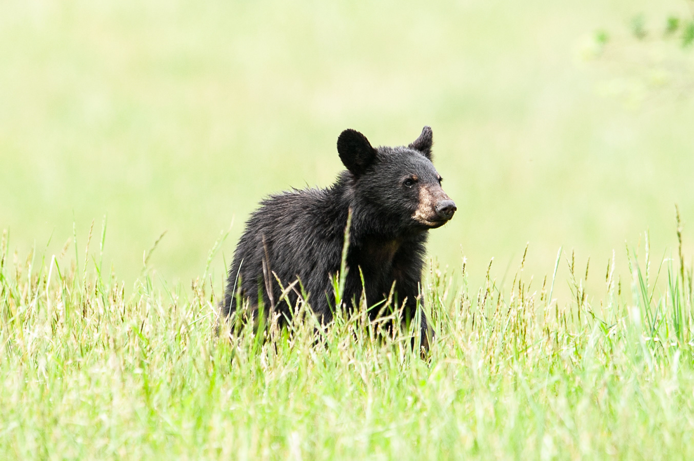 Black Bear, Cades Cove