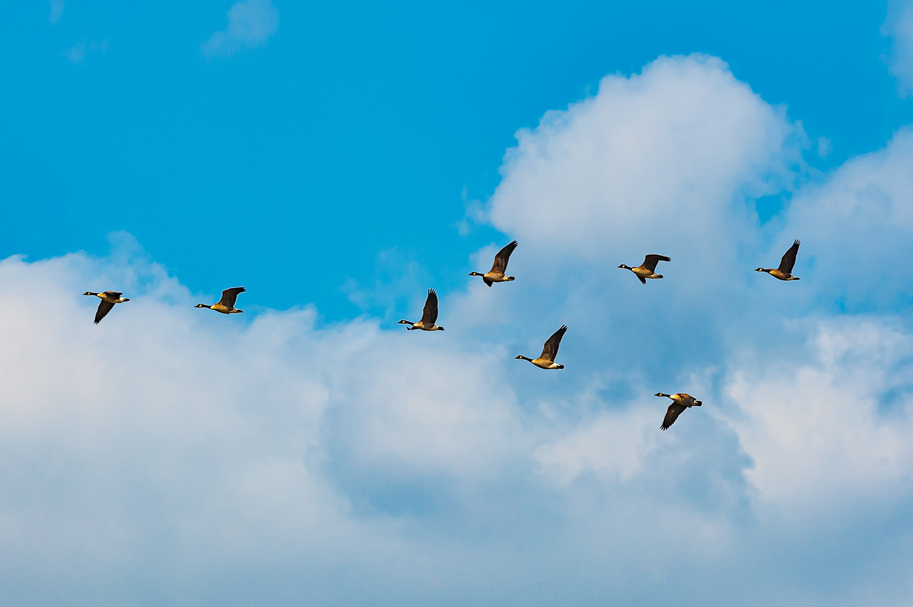 Canada geese, Bombay Hook National Wildlife Refuge