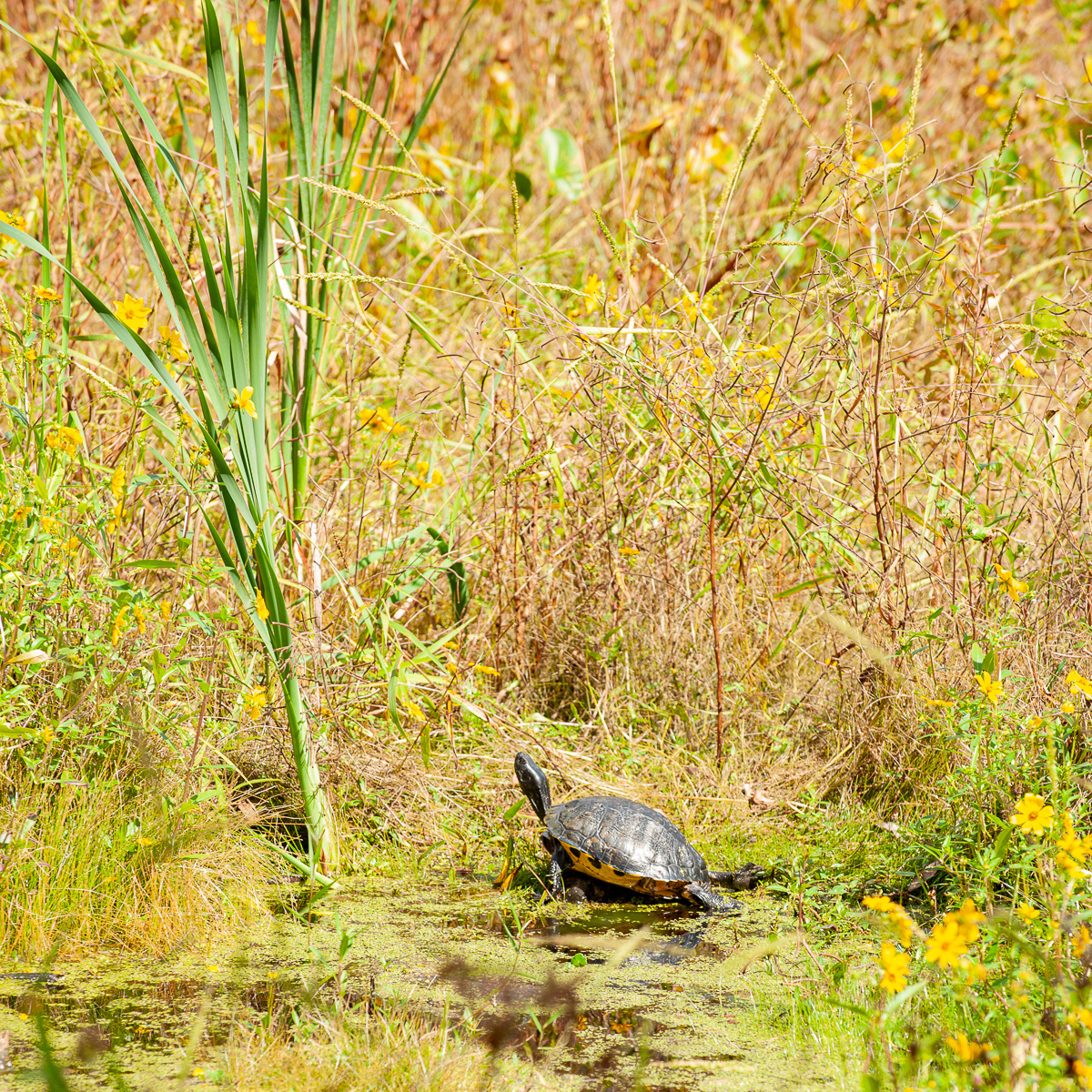 Suwannee Cooter,Audubon Swamp Garden