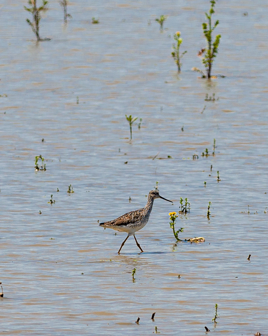 Lesser Yellowlegs, Reelfoot Lake State Park