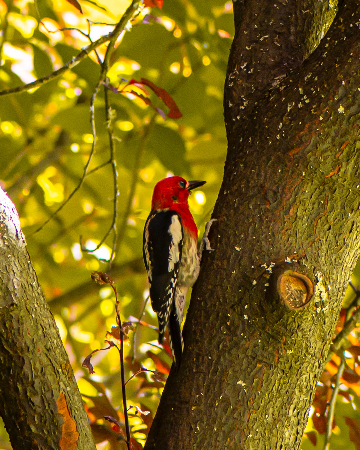 Red-breasted Sapsucker, Butchart Gardens, Brentwood Bay