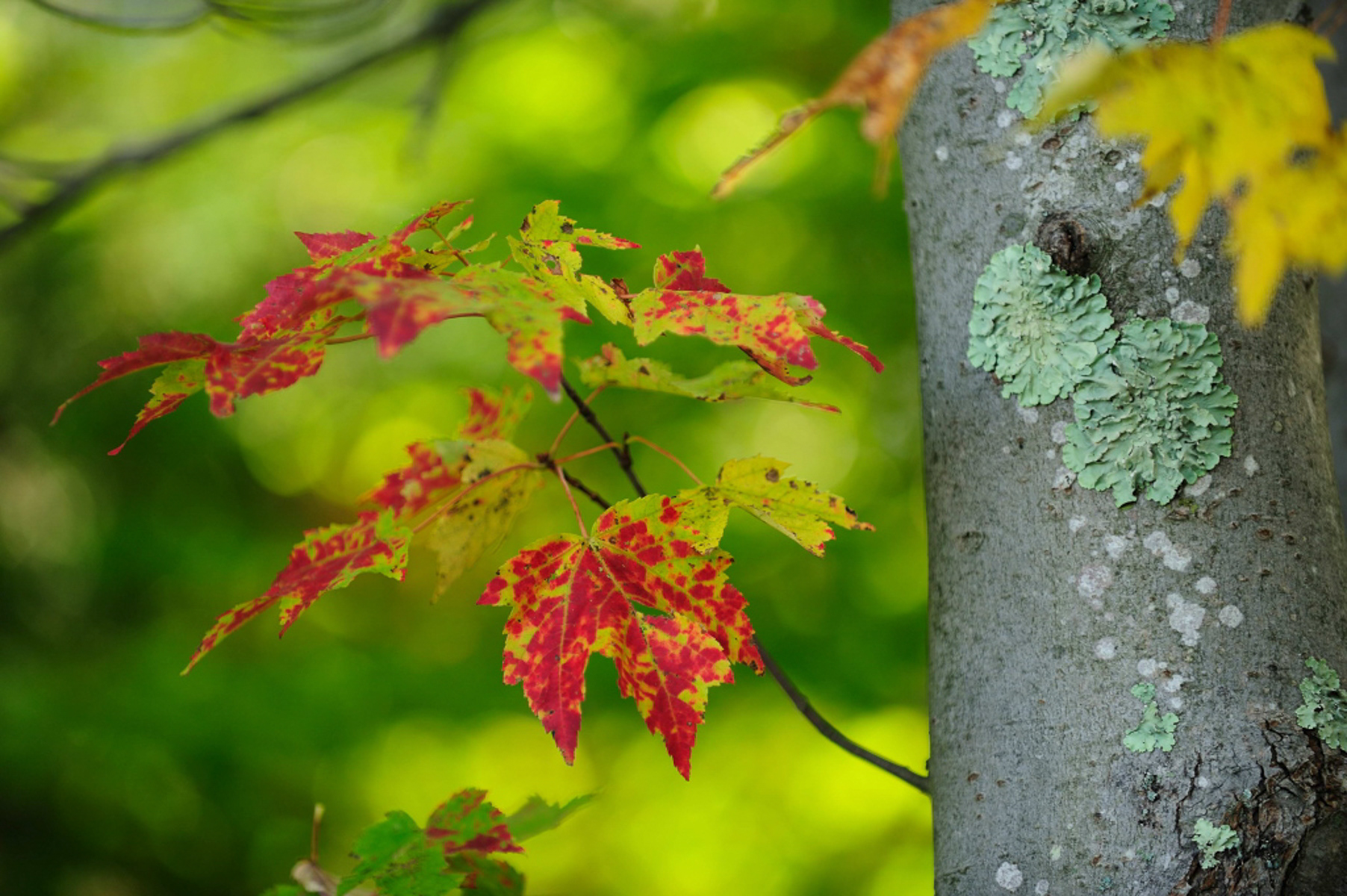 Maple Leaf, Pennsylvania Grand Canyon Wellsboro