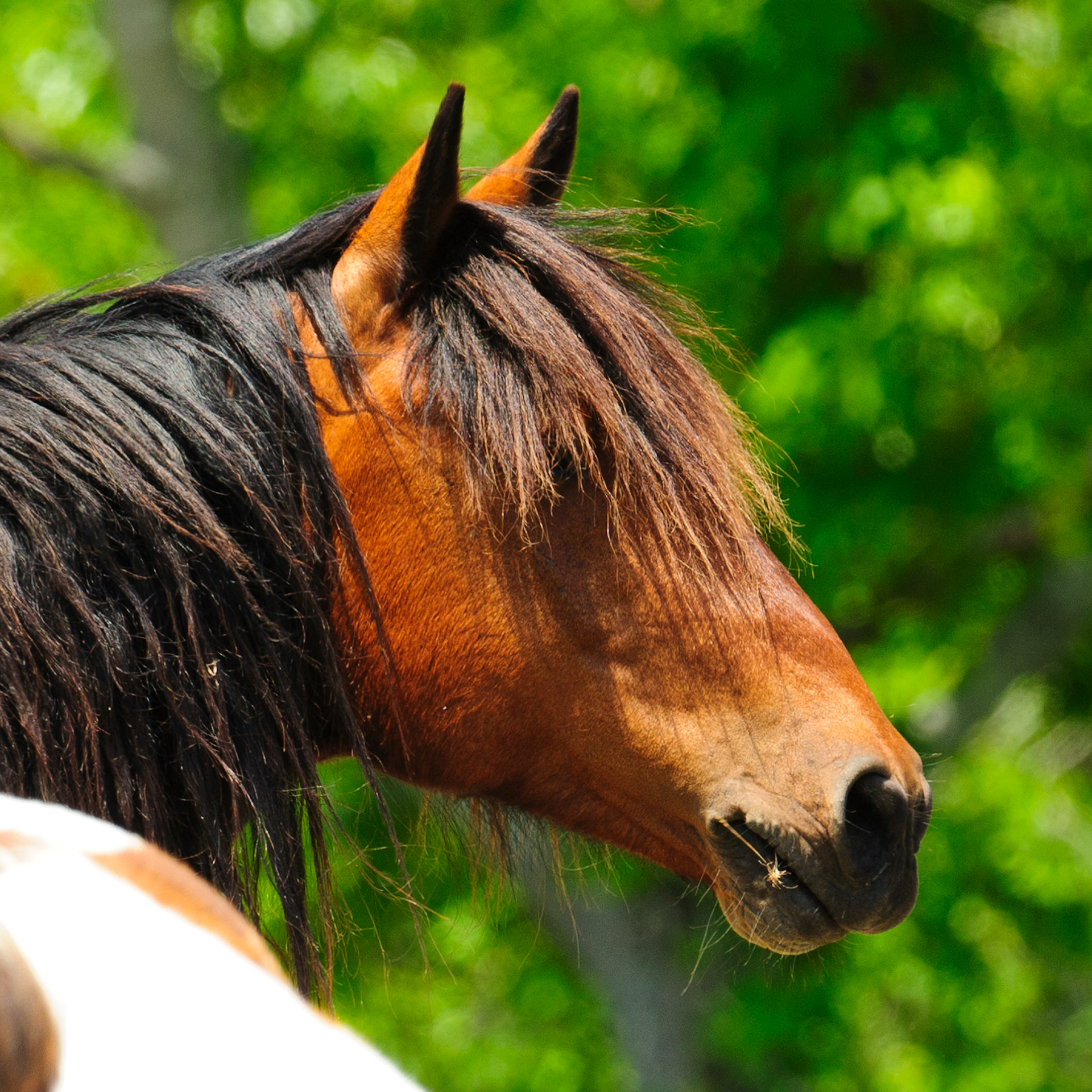 Feral Horse, Assateague Island National Seashore 