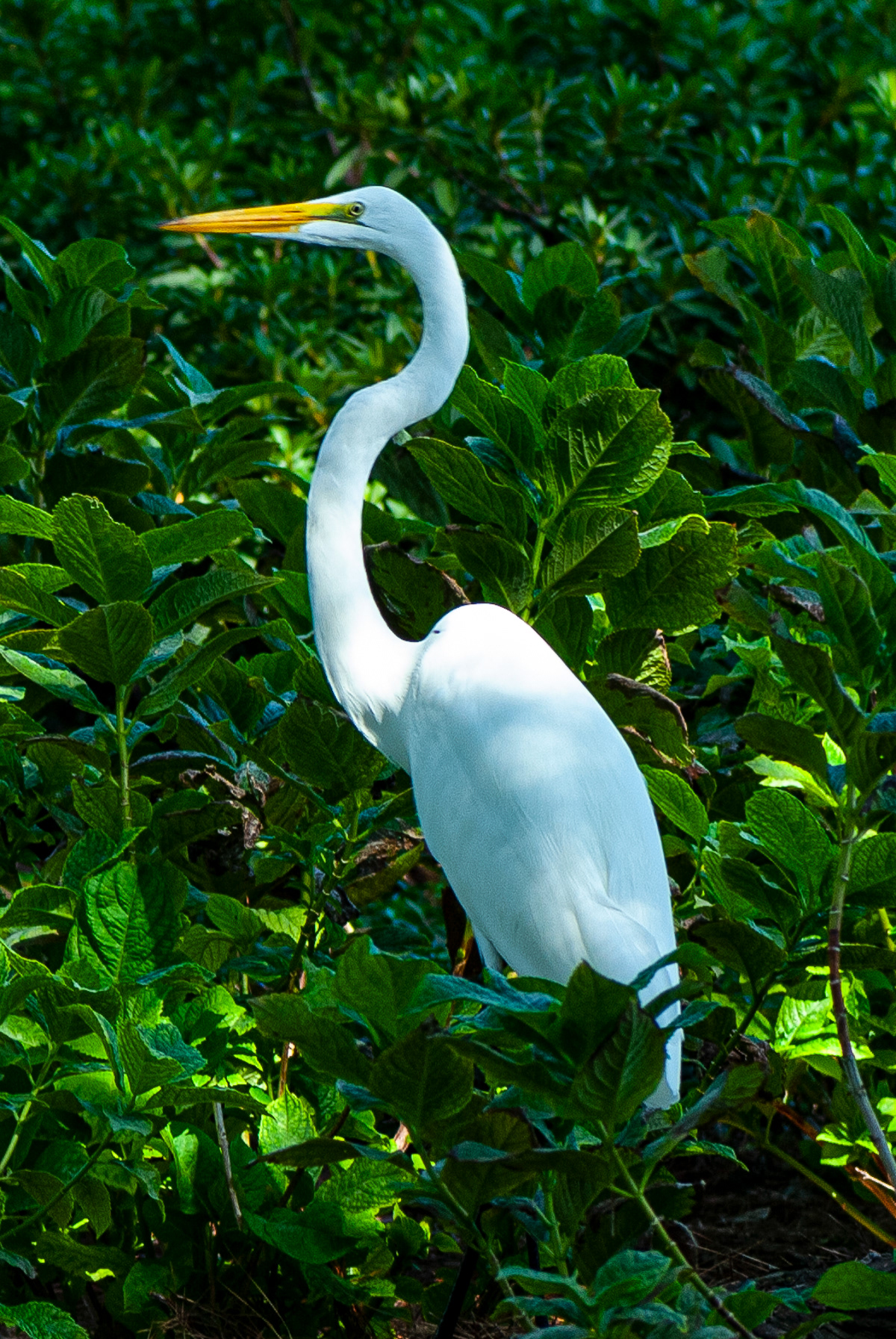 Great Egret, St. Simons Island