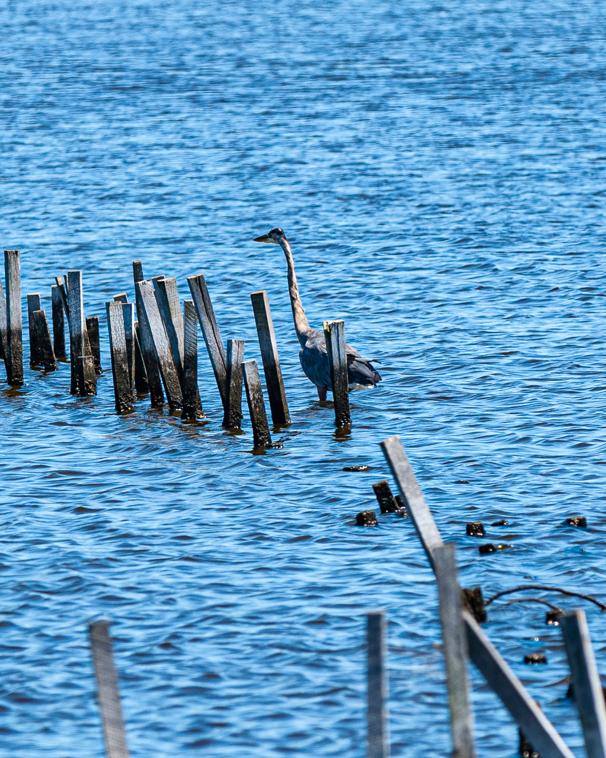 Great Blue Heron, Eastern Shore