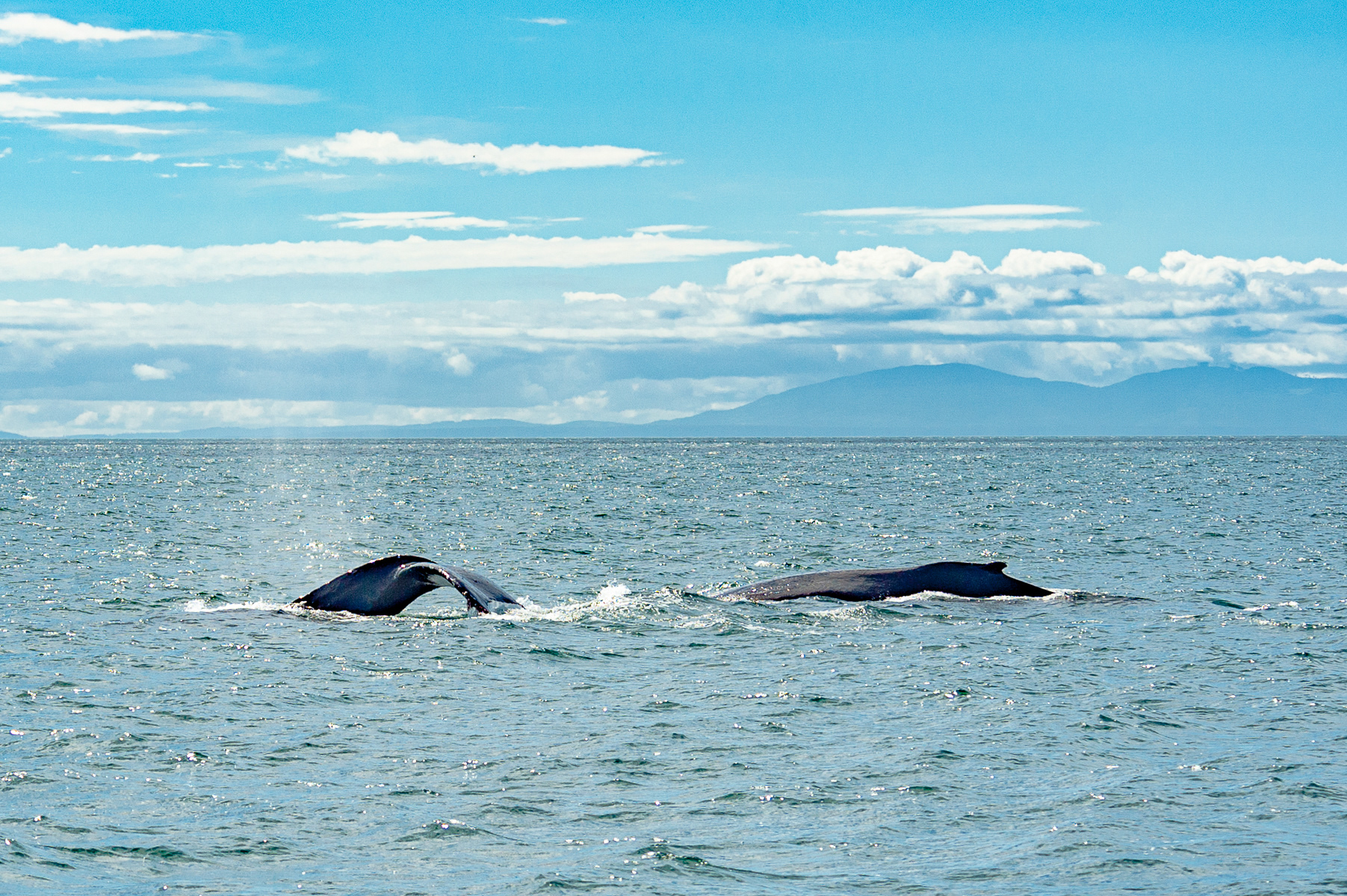 Humpback Whale, Victoria
