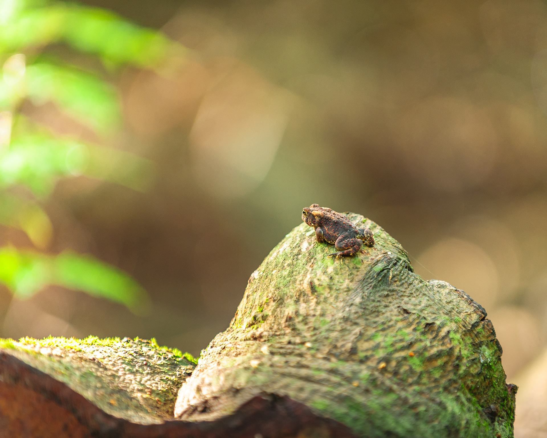 Toad on a Log, Ricketts Glen State Park
