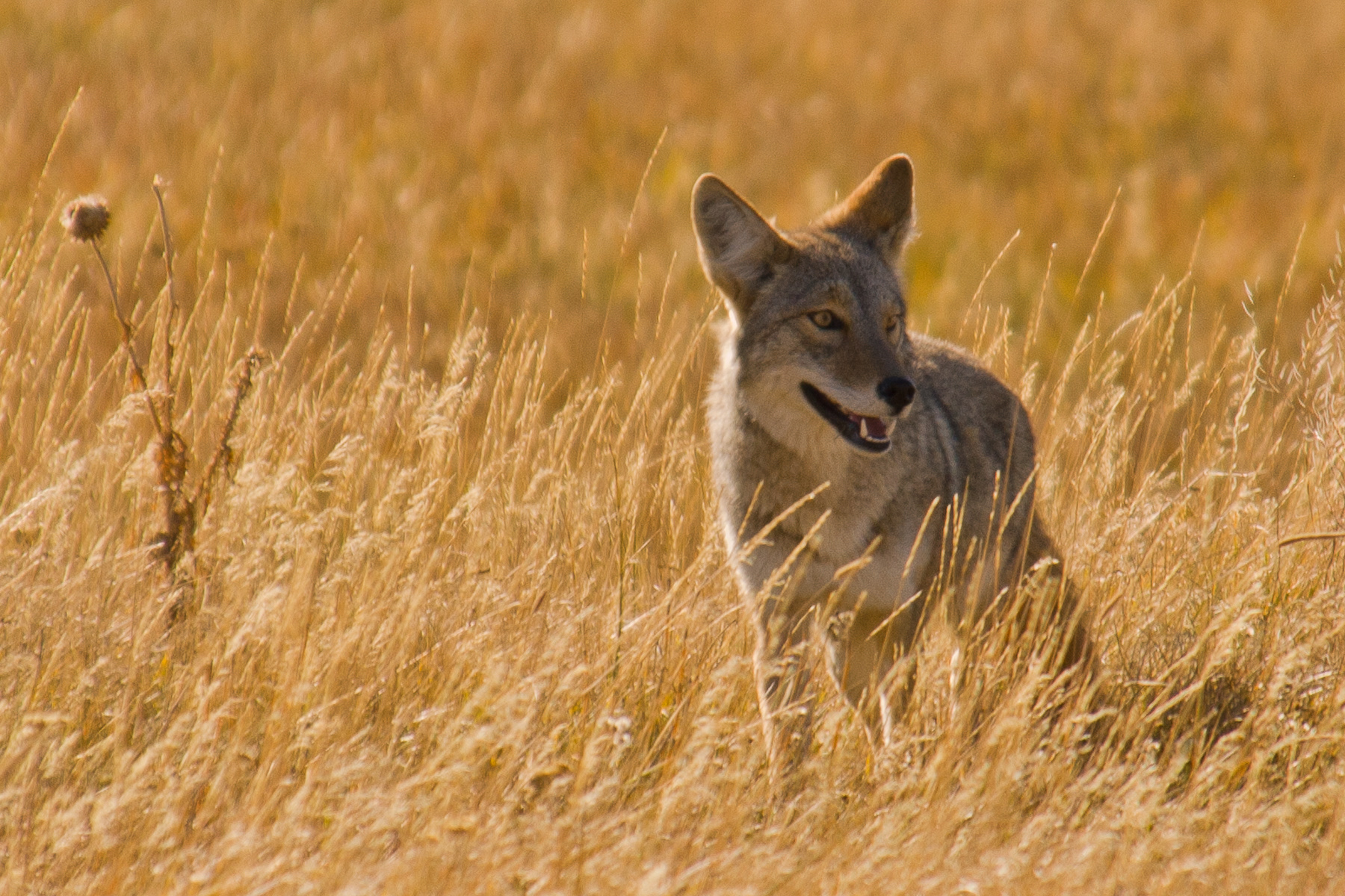 Coyote, Grand Tetons National Park