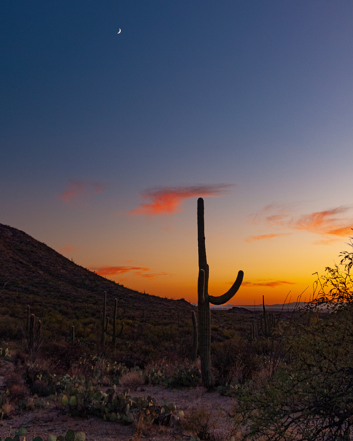 Saguaro National Park