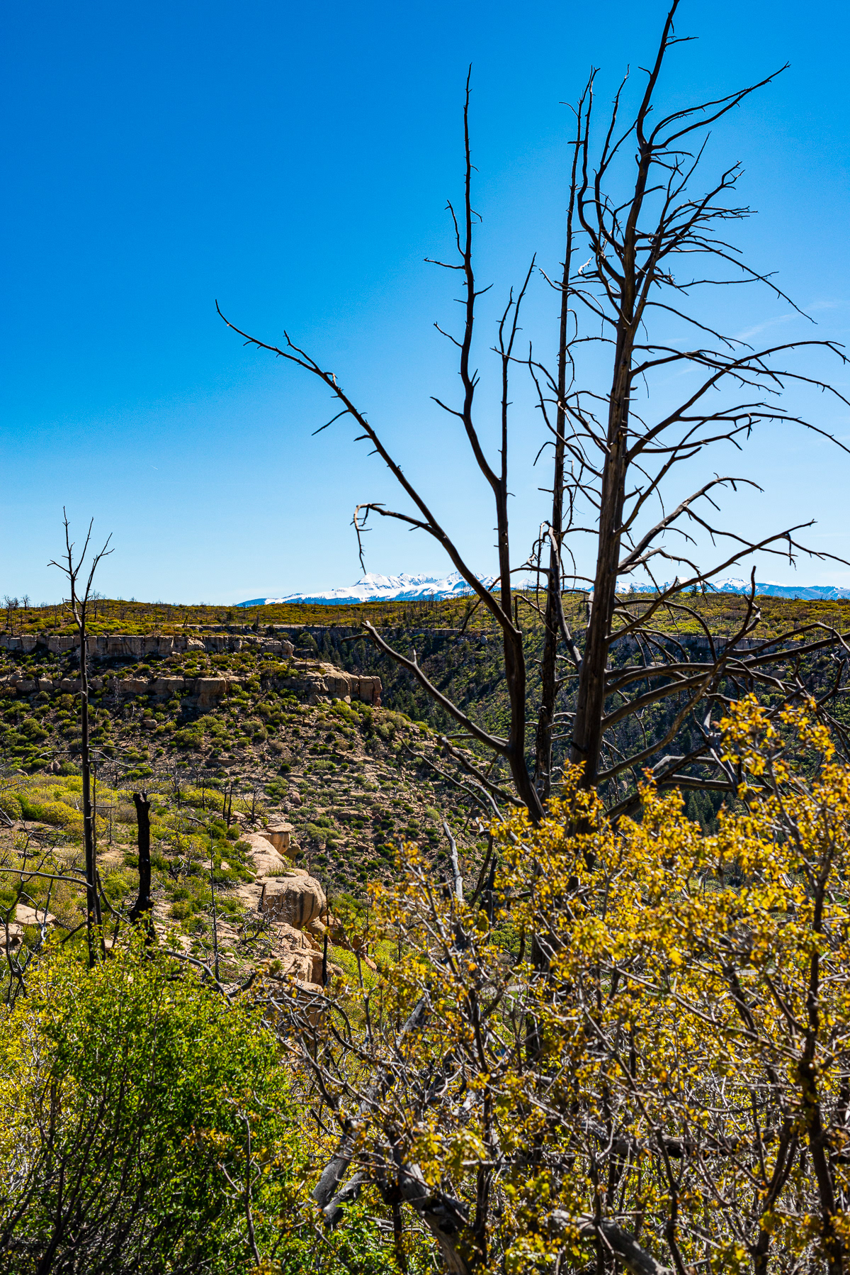 Mesa Verde National Park