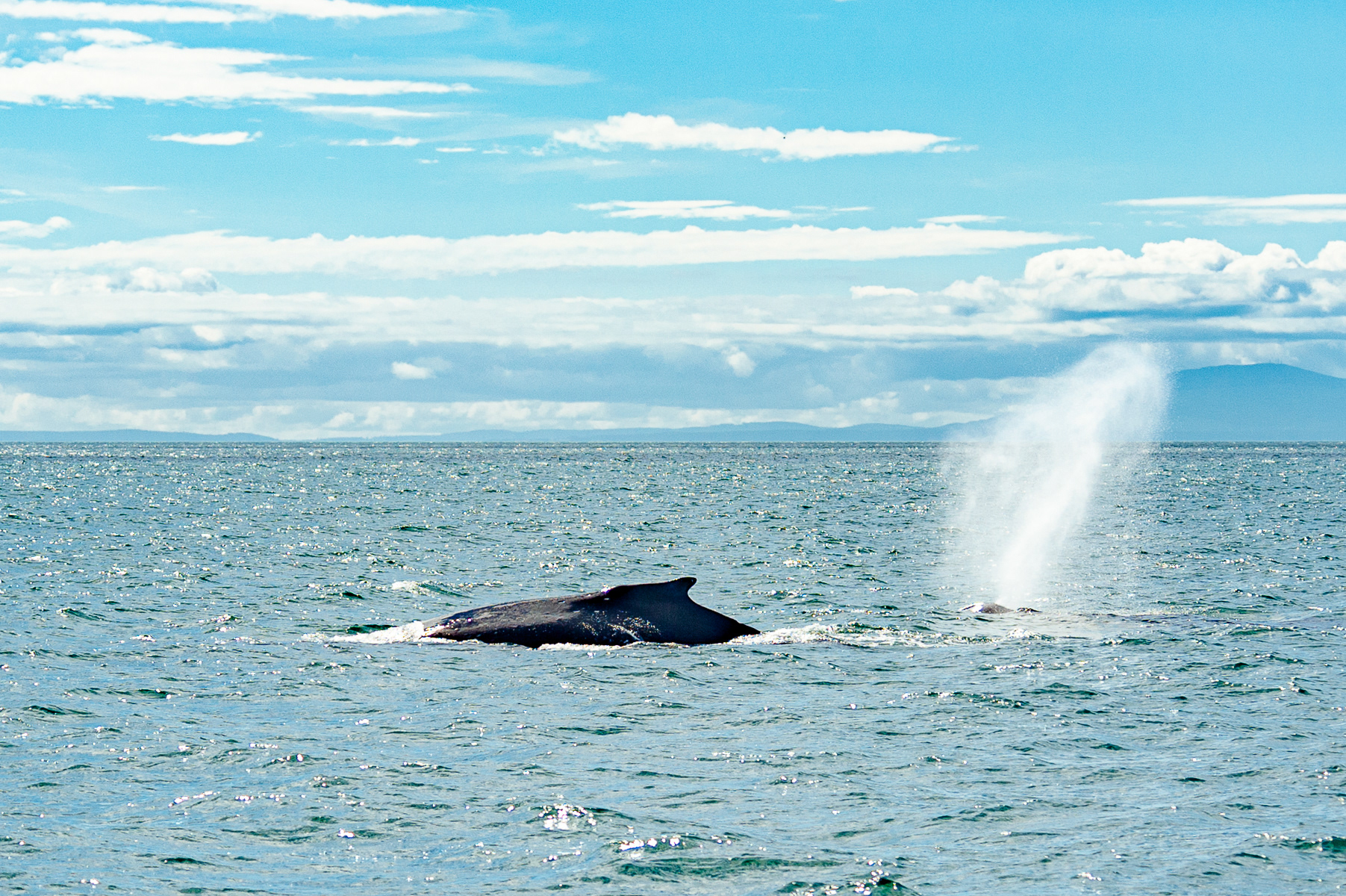 Humpback Whale, Victoria