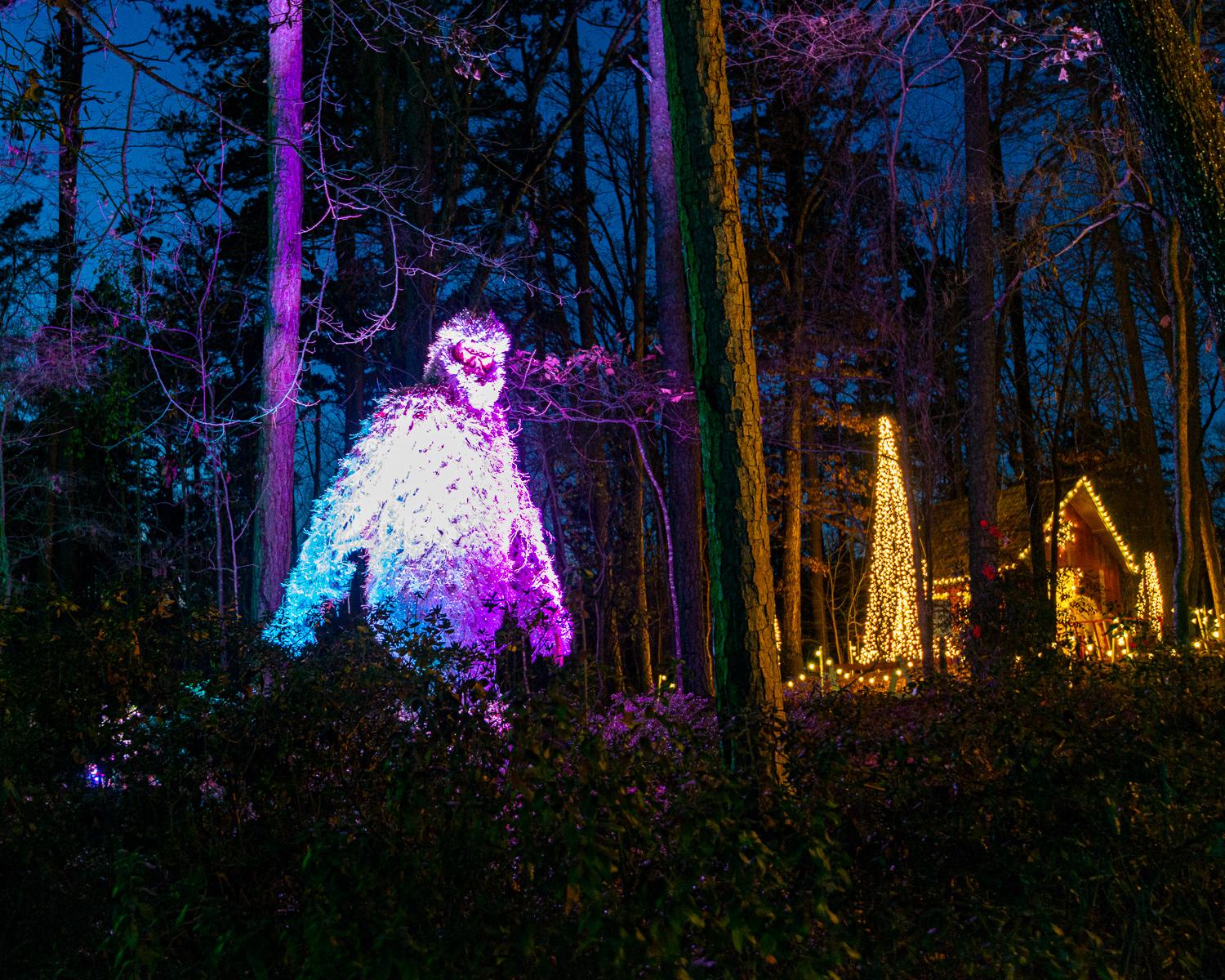 Christmas Lights, Garvan Gardens Hot Springs