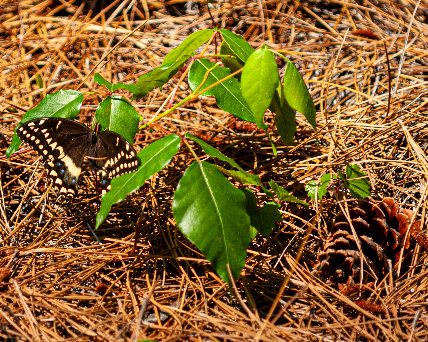 Laurel Swallowtail, Outer Banks