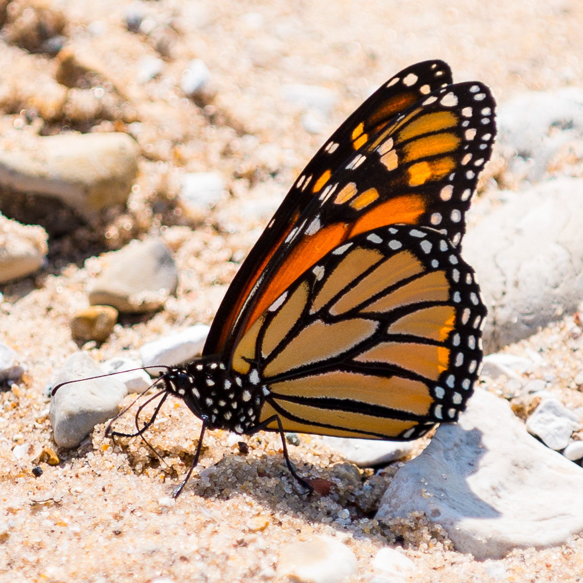 Monarch Butterfly, Sleeping Bear Point