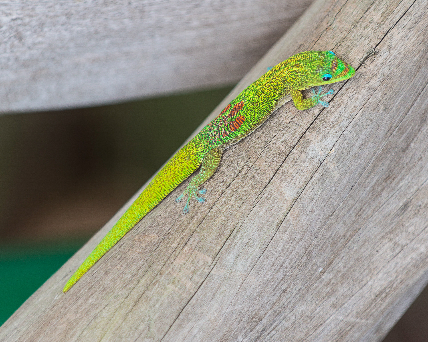 Gold Dust Day Gecko, Big Island