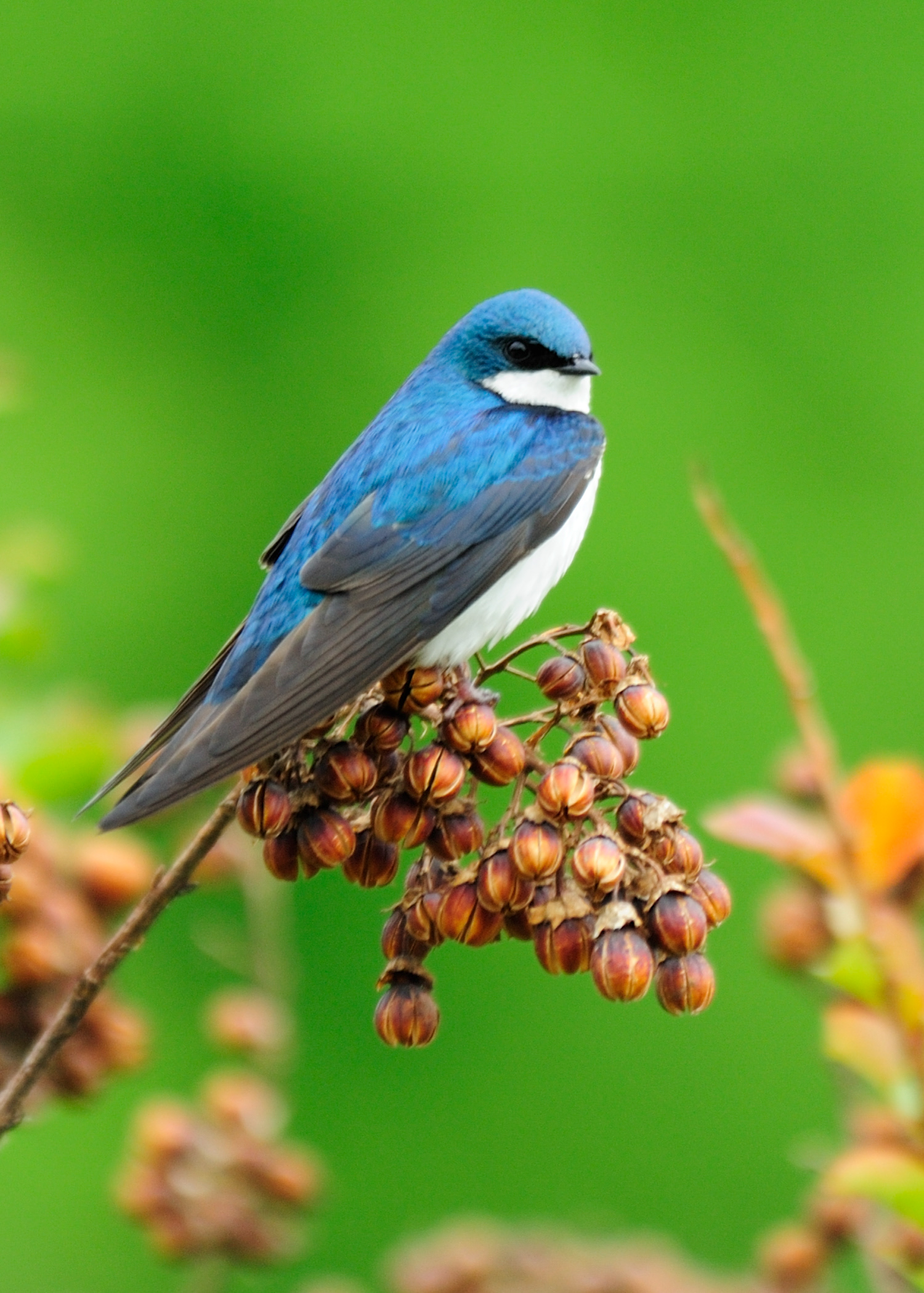 Tree Swallow, Wintergreen
