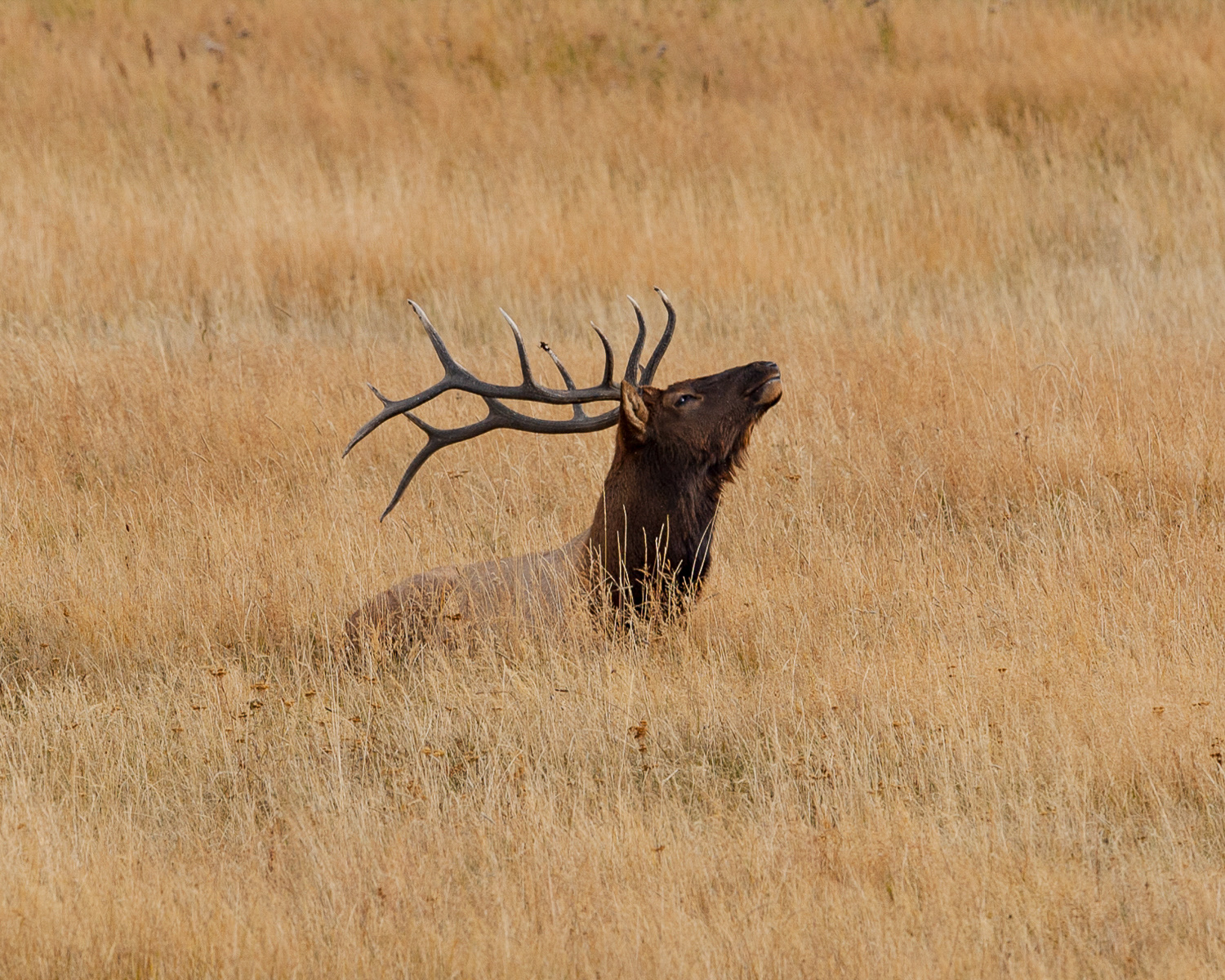 Elk, Yellowstone National Park