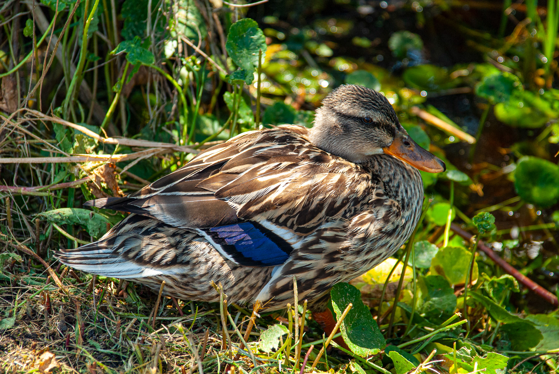 Mallard, Outer Banks