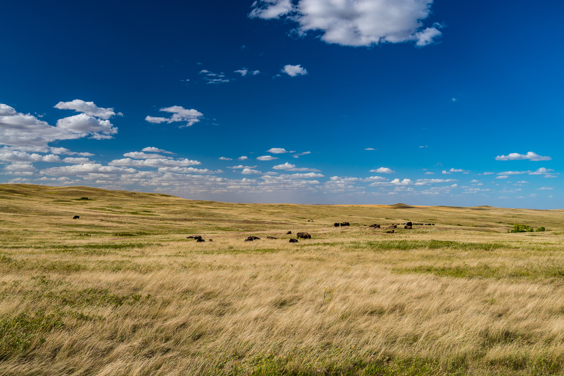Bison Herd, Teddy Roosevelt National Park