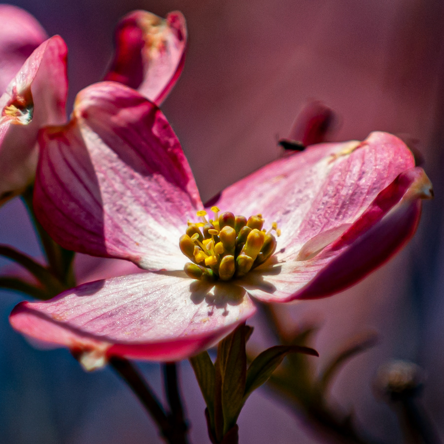 Flowering Dogwood, Eastern West Virginia